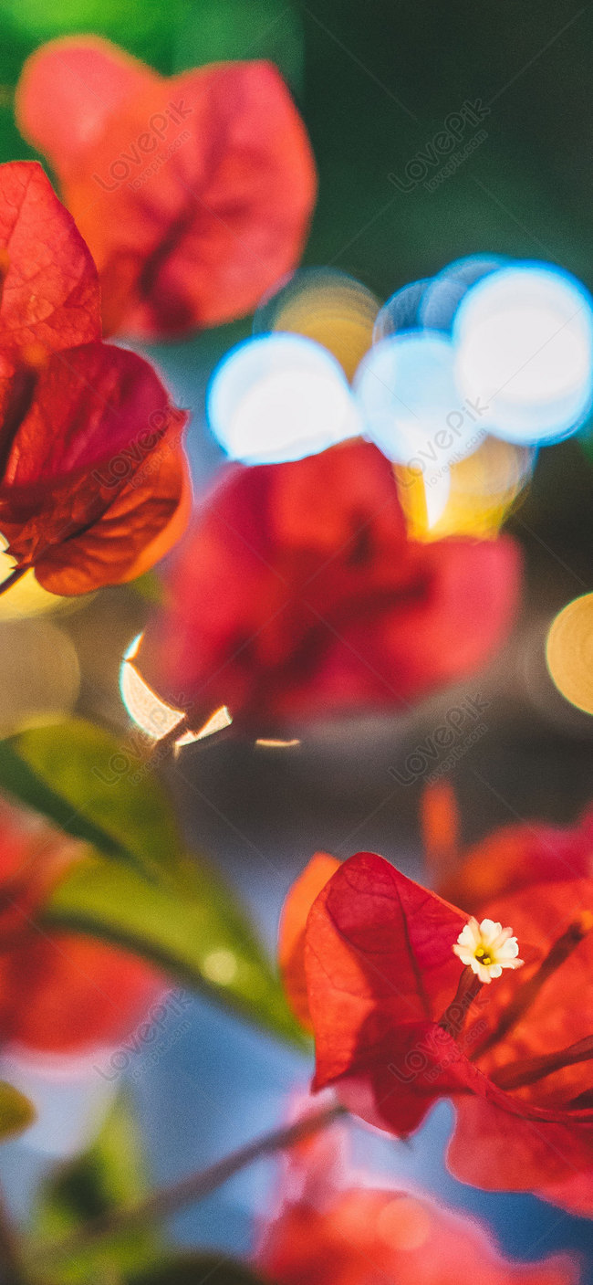 Plant And Flower Cell Phone Wallpaper