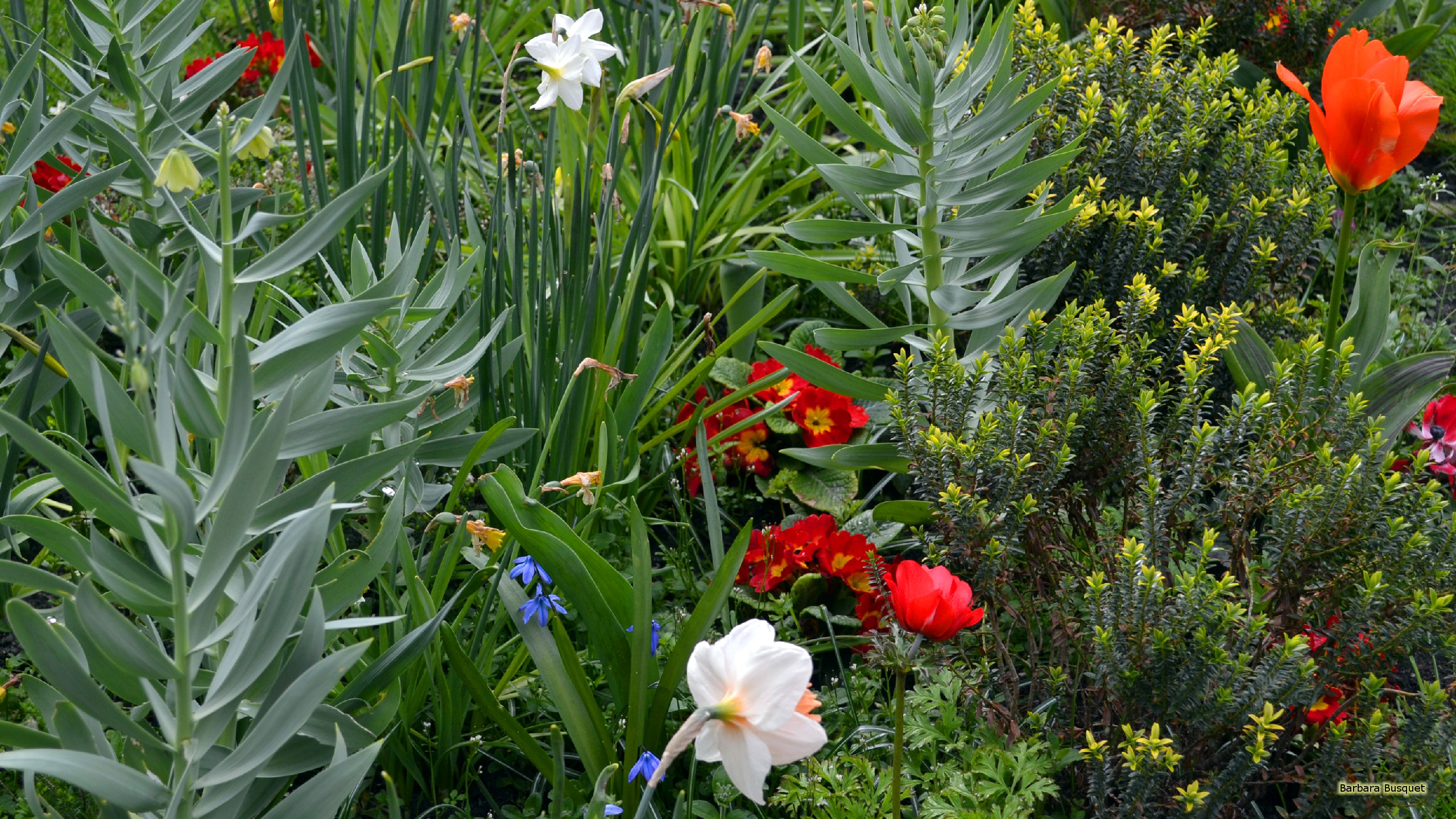 Garden with plants and flowers
