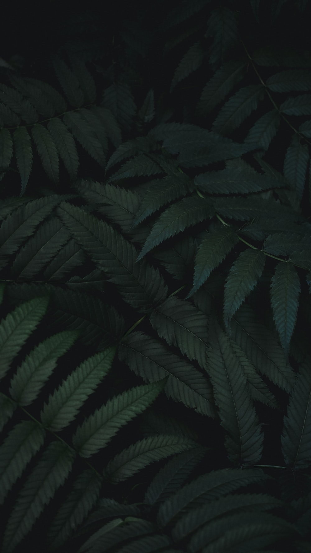 Dark Green Picture. Download