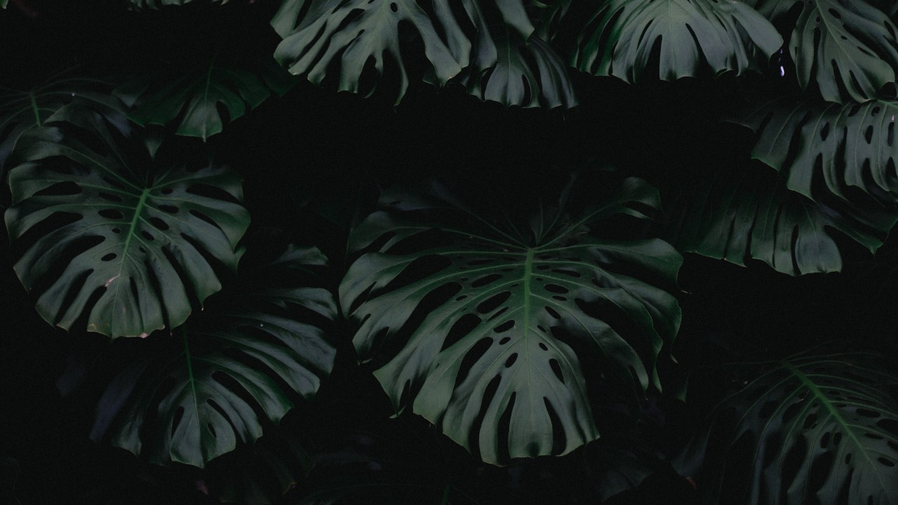 leaf, green, dark, plant wallpaper
