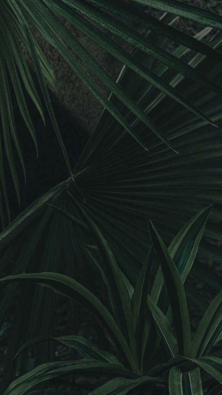 nature wallpaper