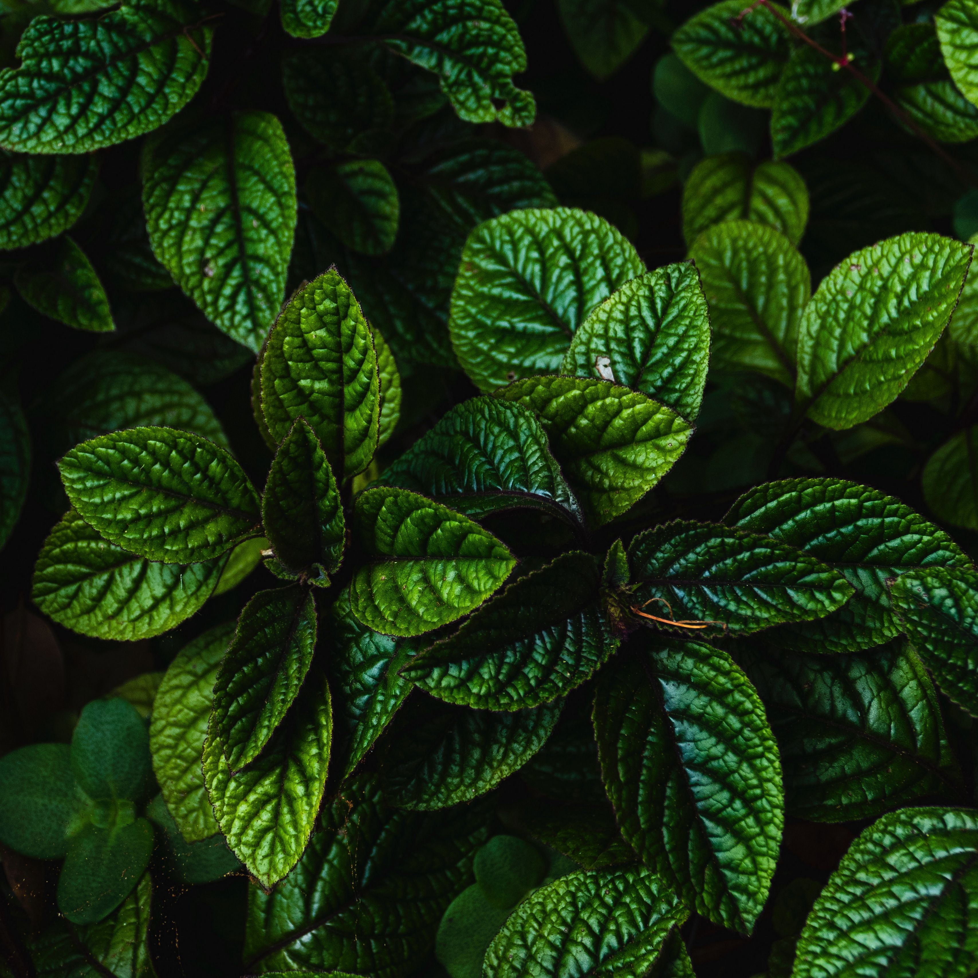 Download wallpaper 3415x3415 leaves