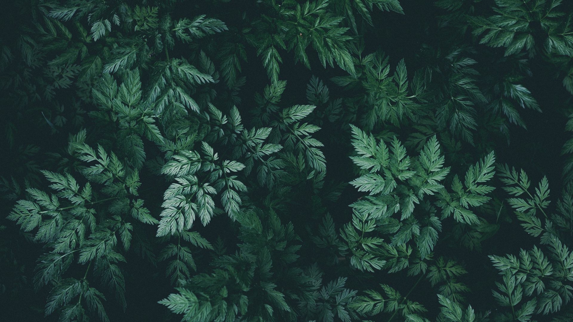 Green Leaf Desktop Wallpaper