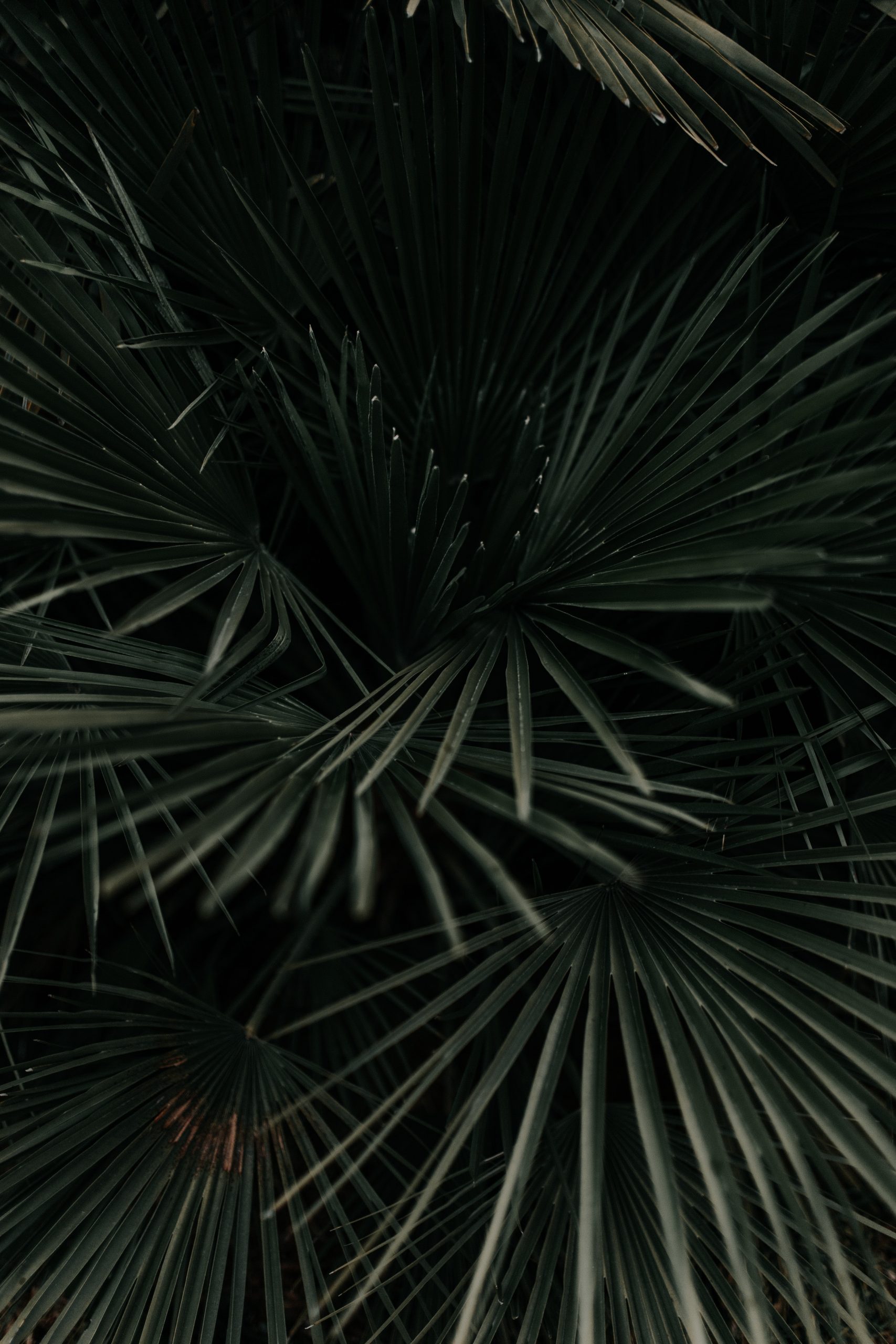 Aesthetic Dark Wallpaper for iPhone