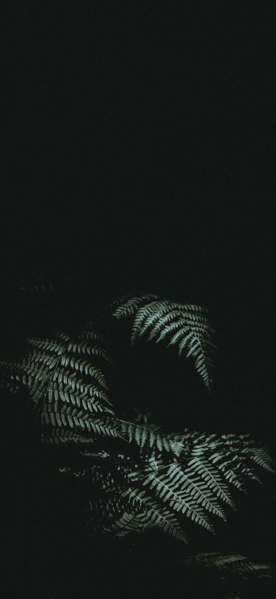 potted plant. Wallpaper. Wallpaper