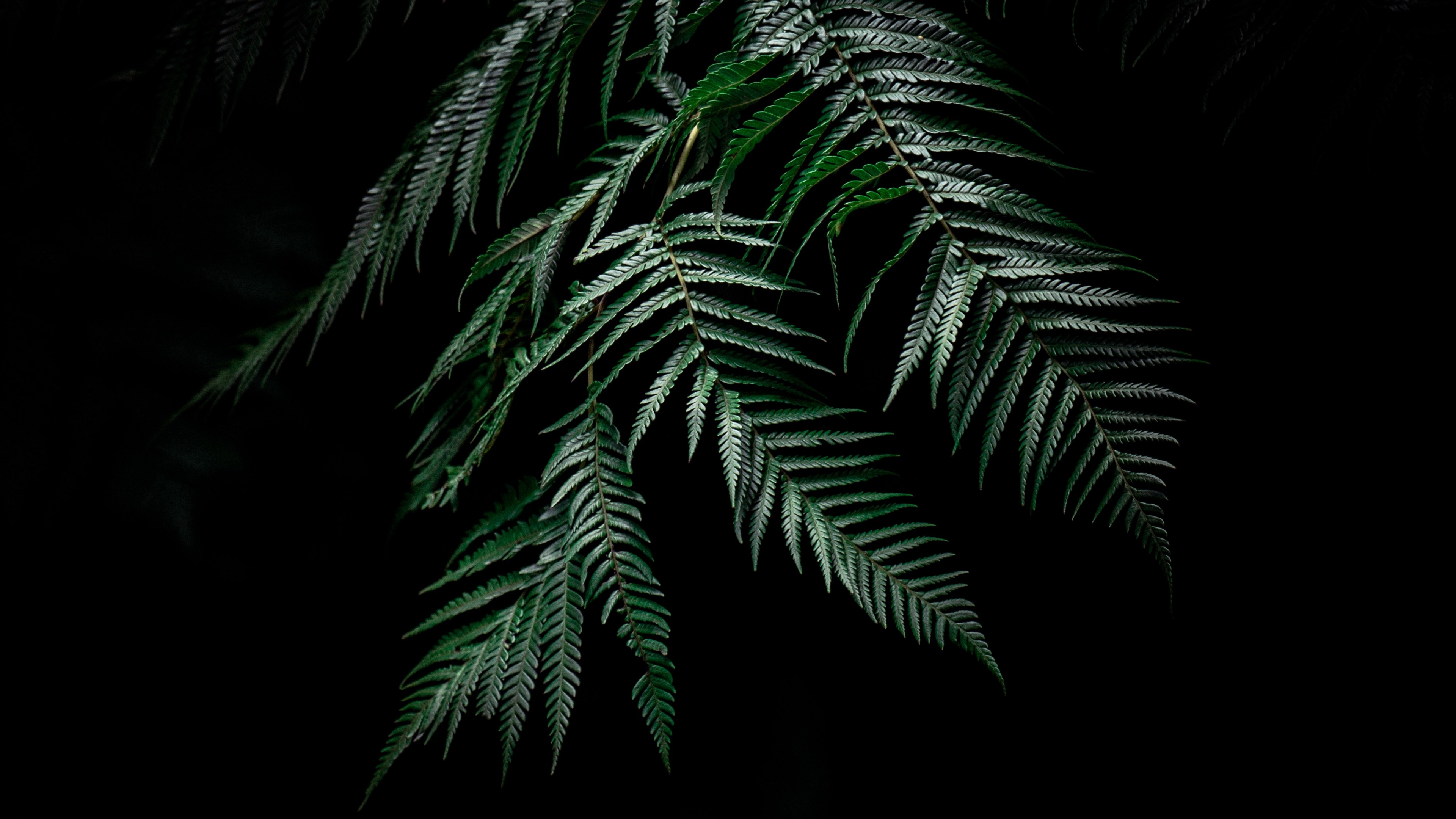 Wallpaper 4k fern, leaves, carved