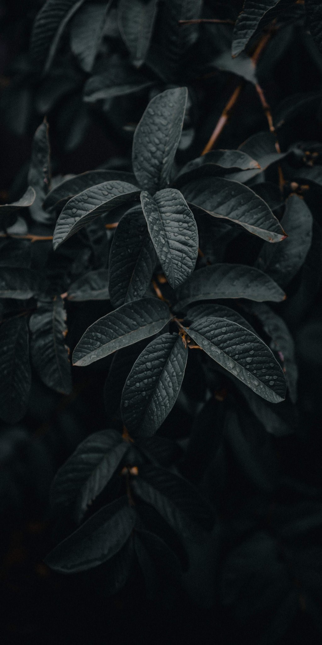 nature, leaves, portrait display