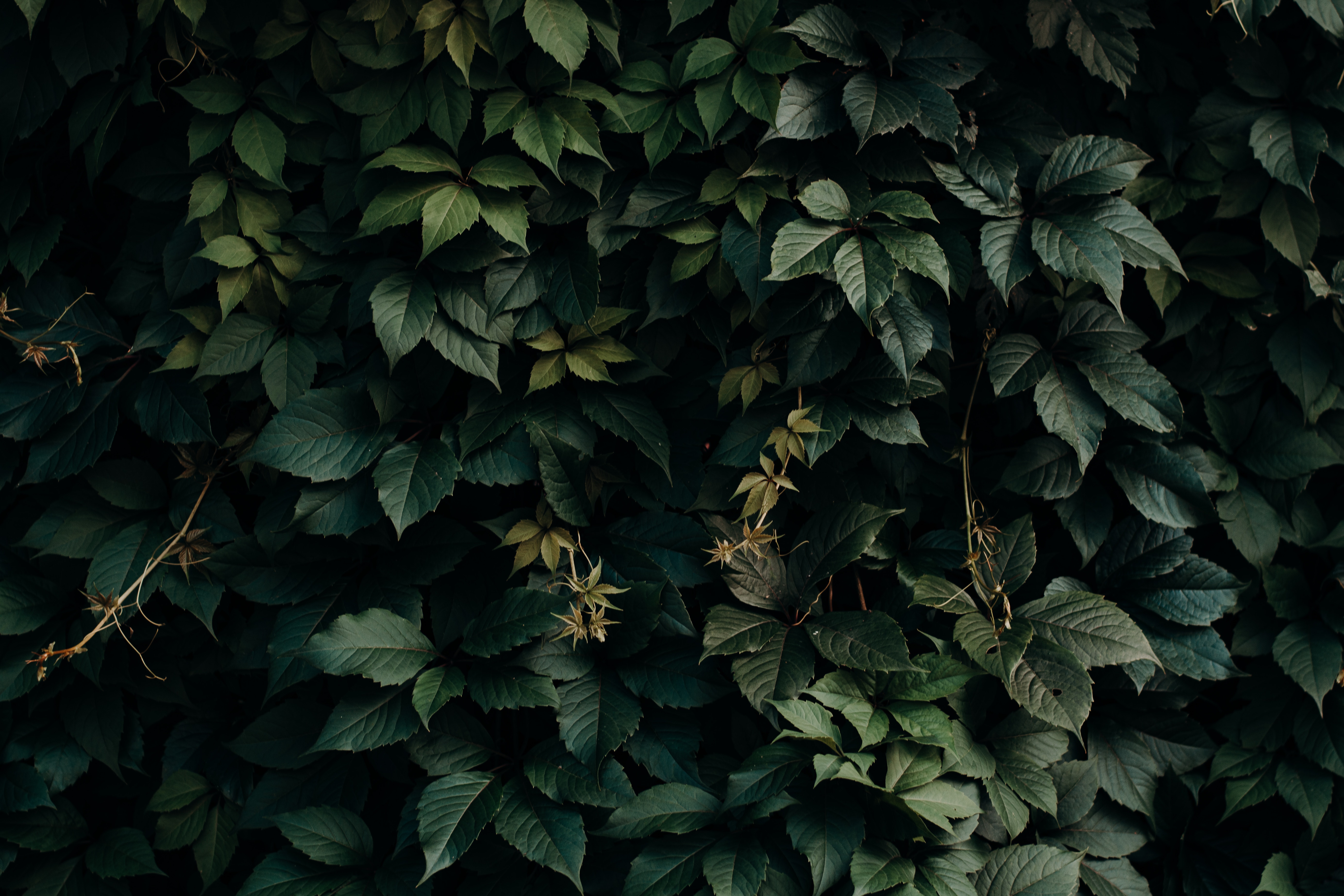 Download wallpaper 5536x3691 leaves