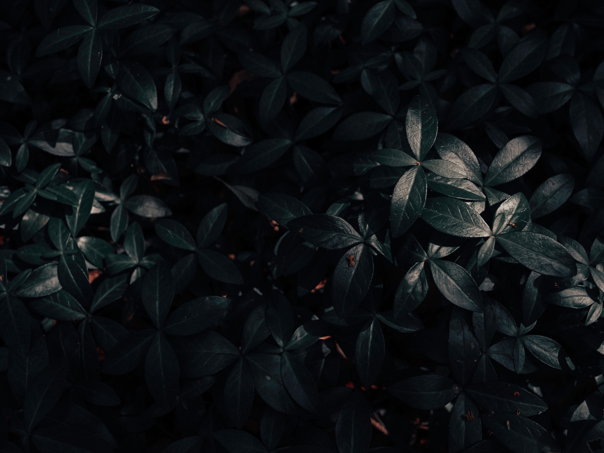 Wallpaper 4k plant, leaves, dark 4k
