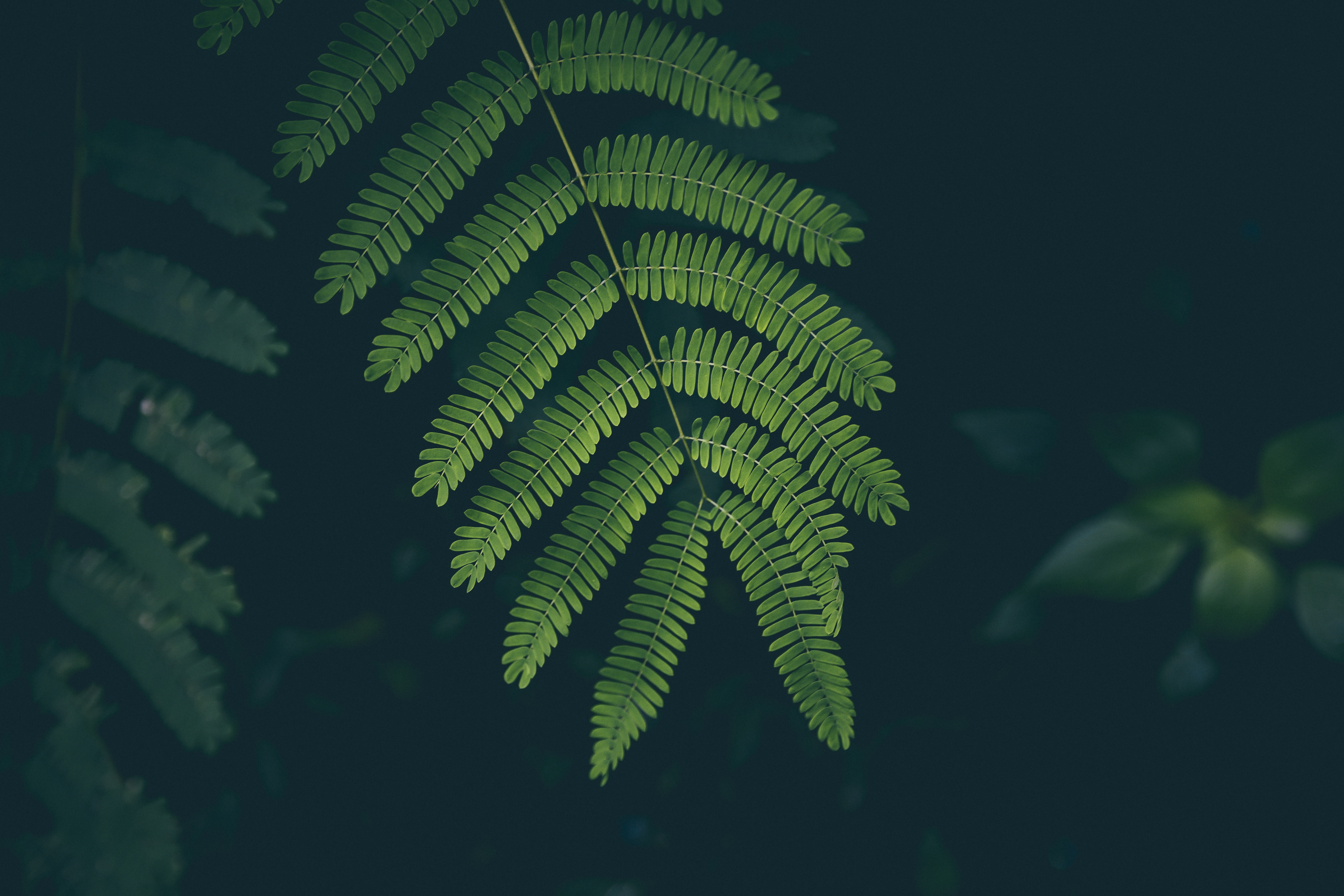 closeup, leaves, dark, plants