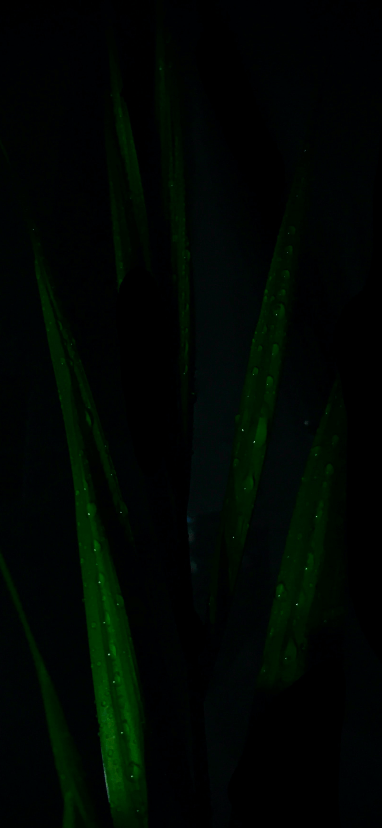 Plants Wallpaper for iPhone 11, Pro Max