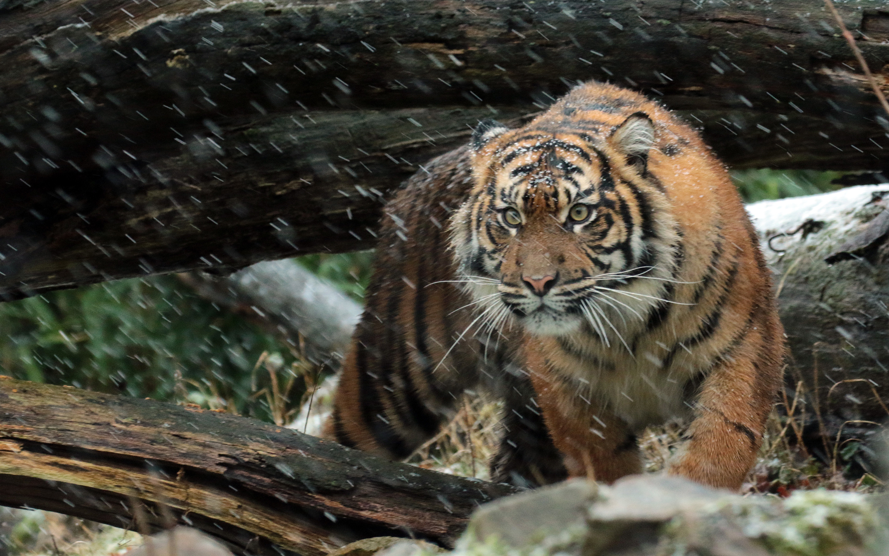 Wallpaper 4k Wild Sumatran Tiger 4K