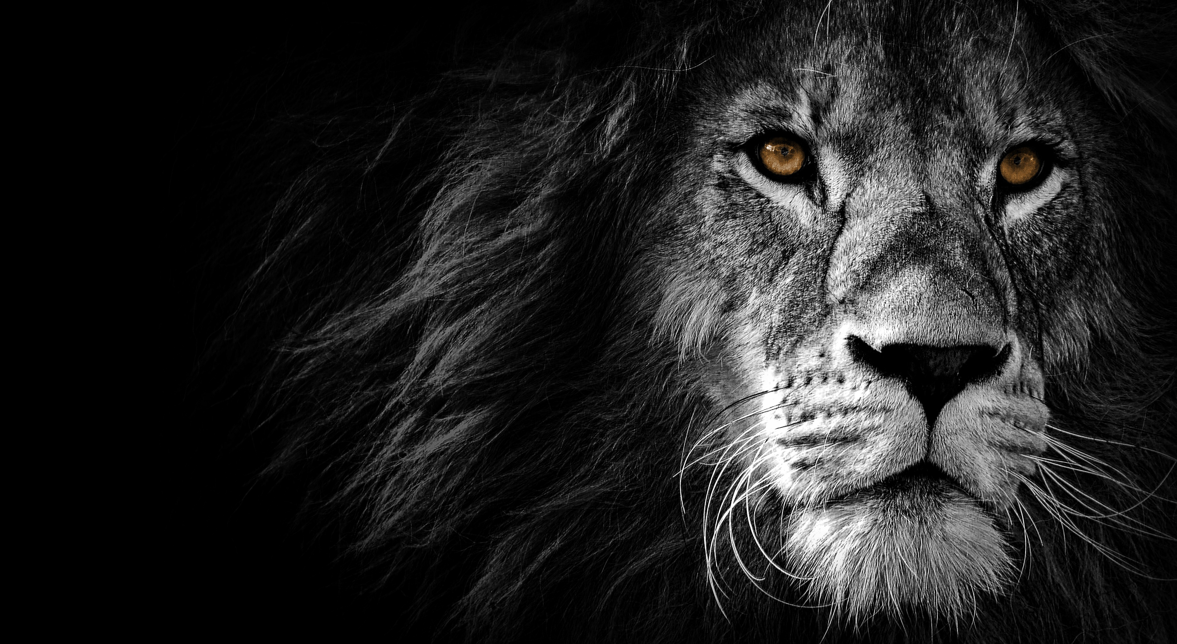 Lion Wallpaper 4K, Wild, African