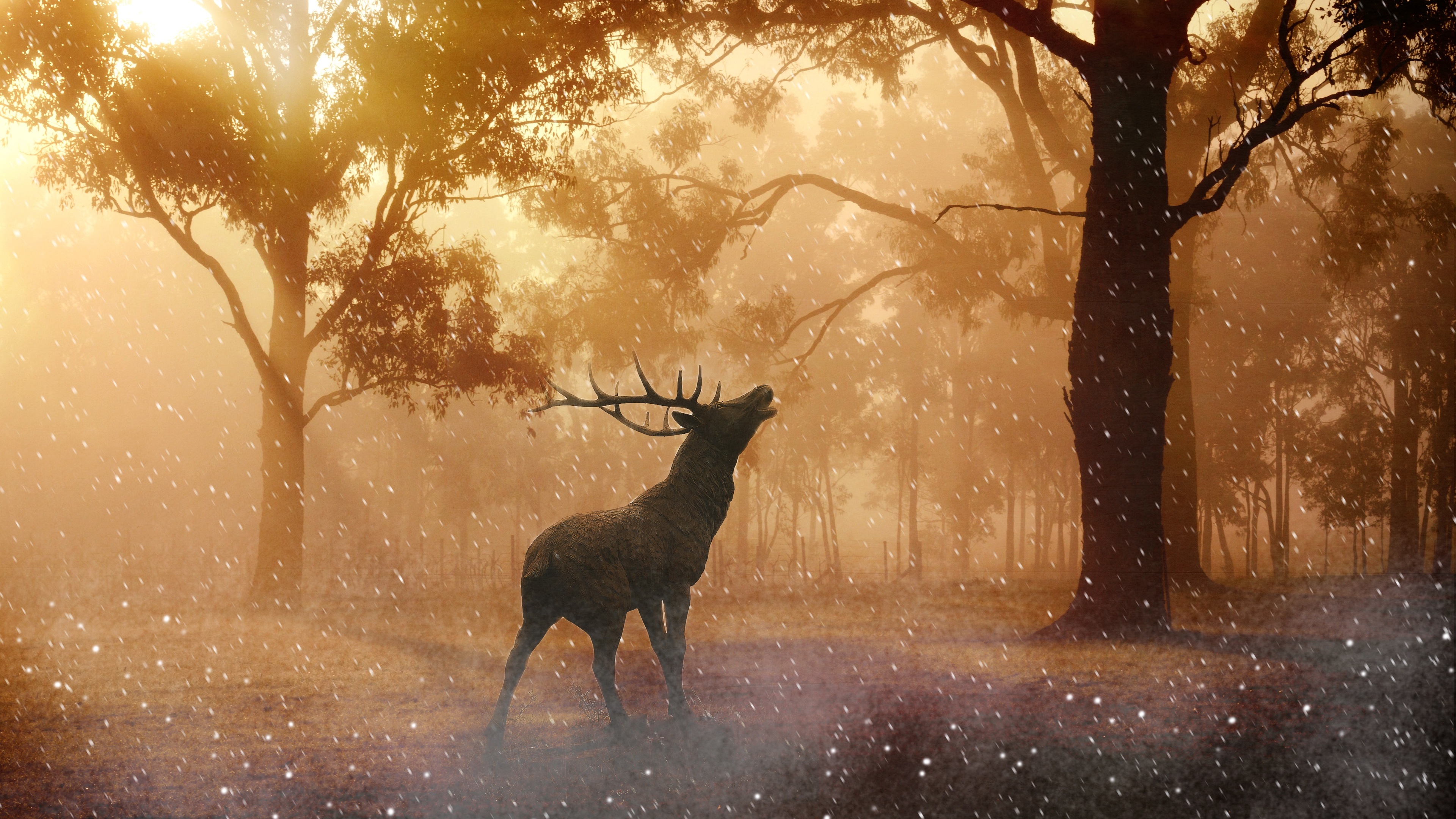 Wallpaper 4k Deer Wild Nature Forest 4k