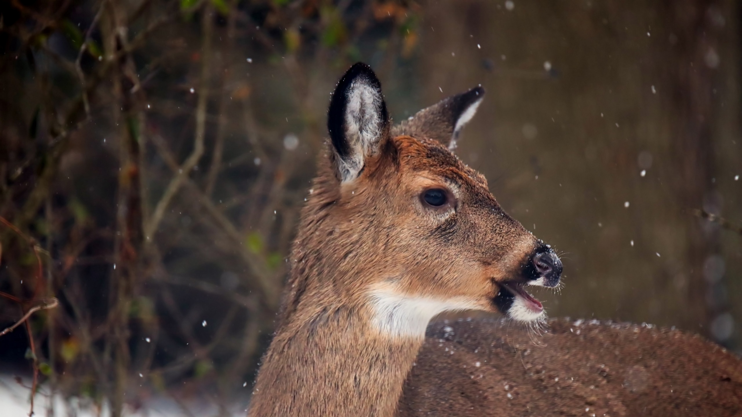 deer animal wild and wildlife HD 4k