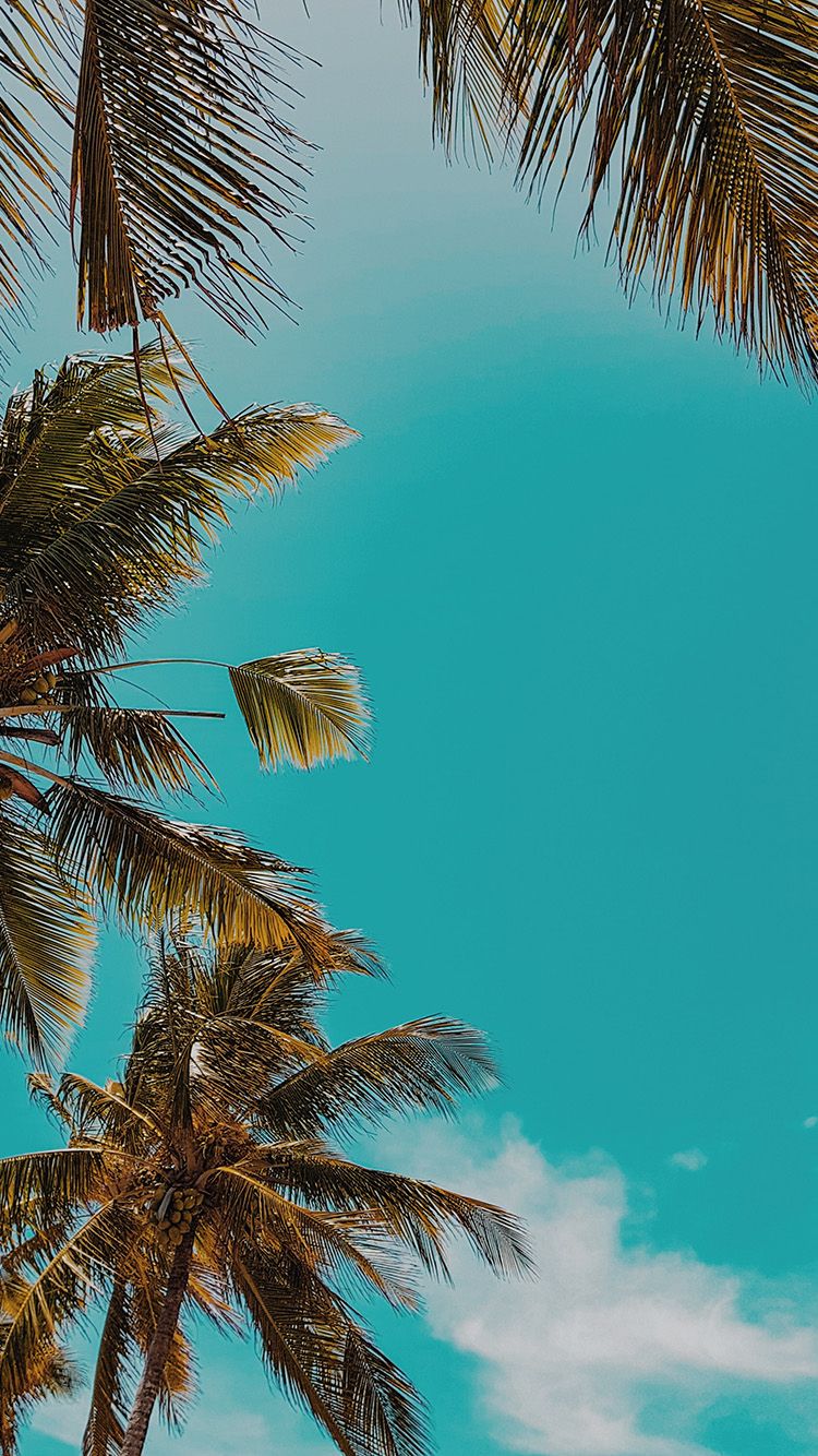 Palm trees wallpaper