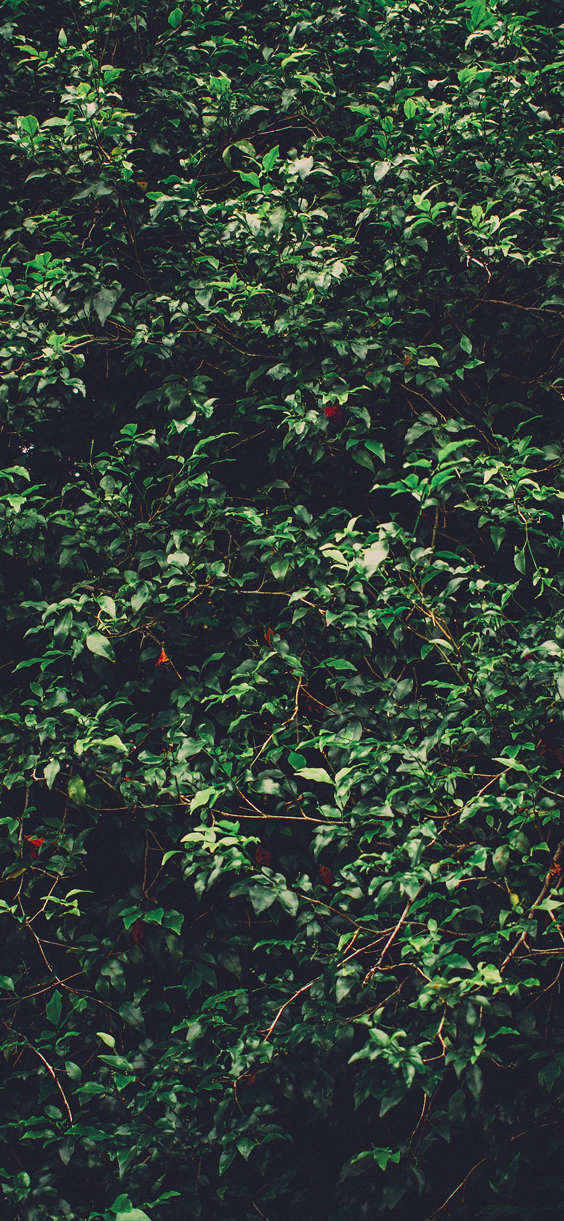 Tree Leaf Green Summer Nature