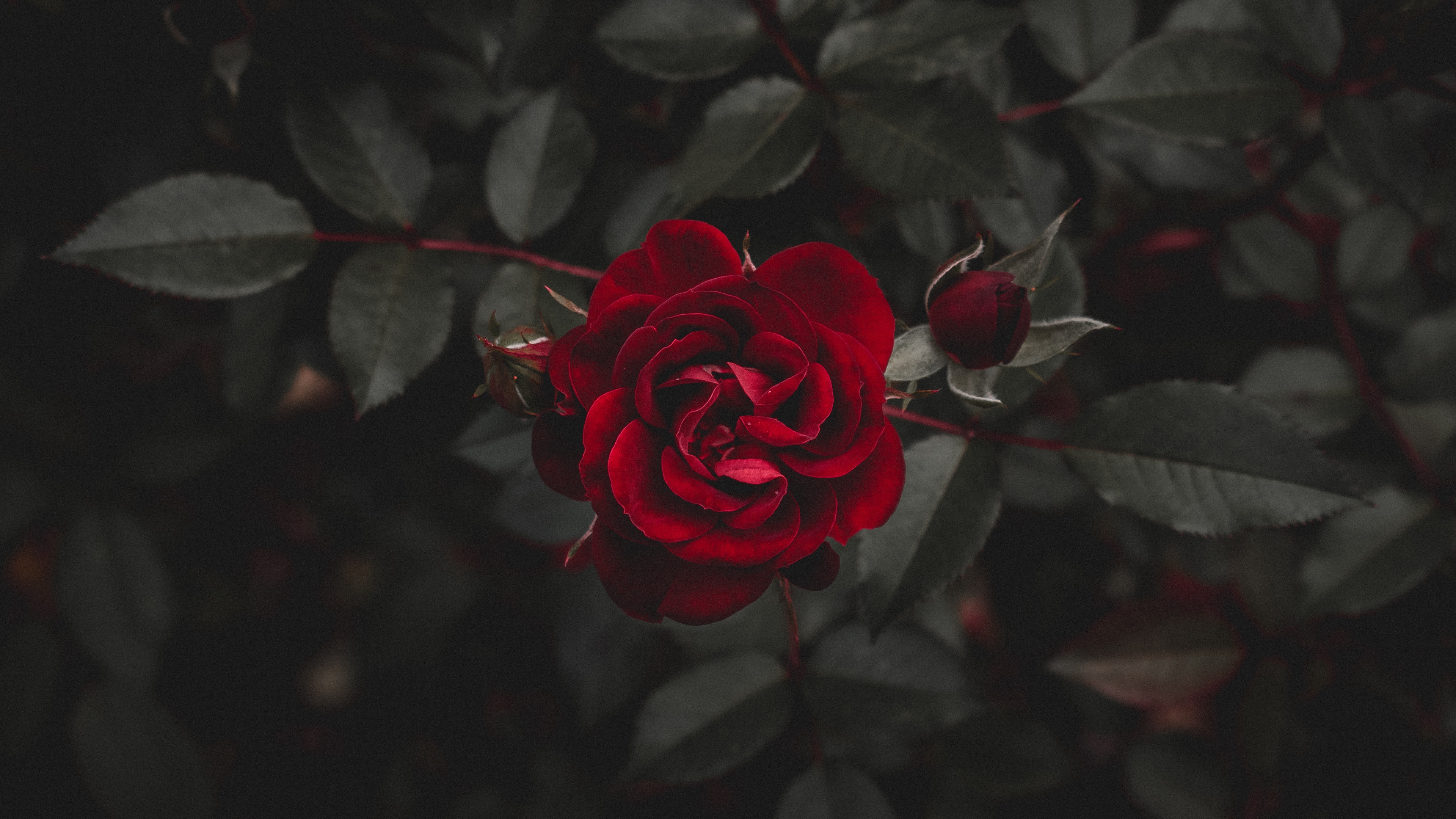 Wallpaper 4k rose, red, flower, bud 4k