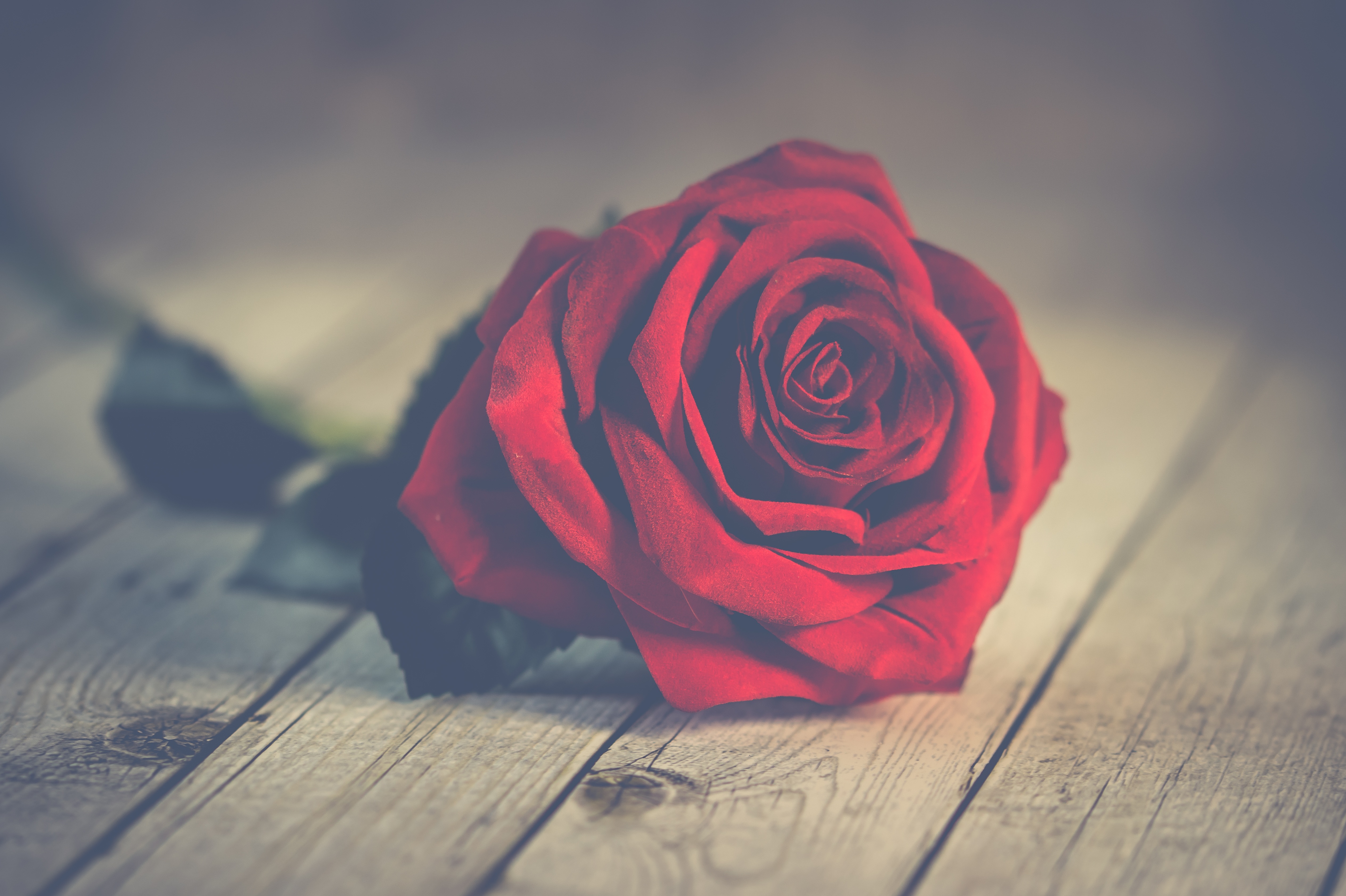 4K Red Rose Wallpaper