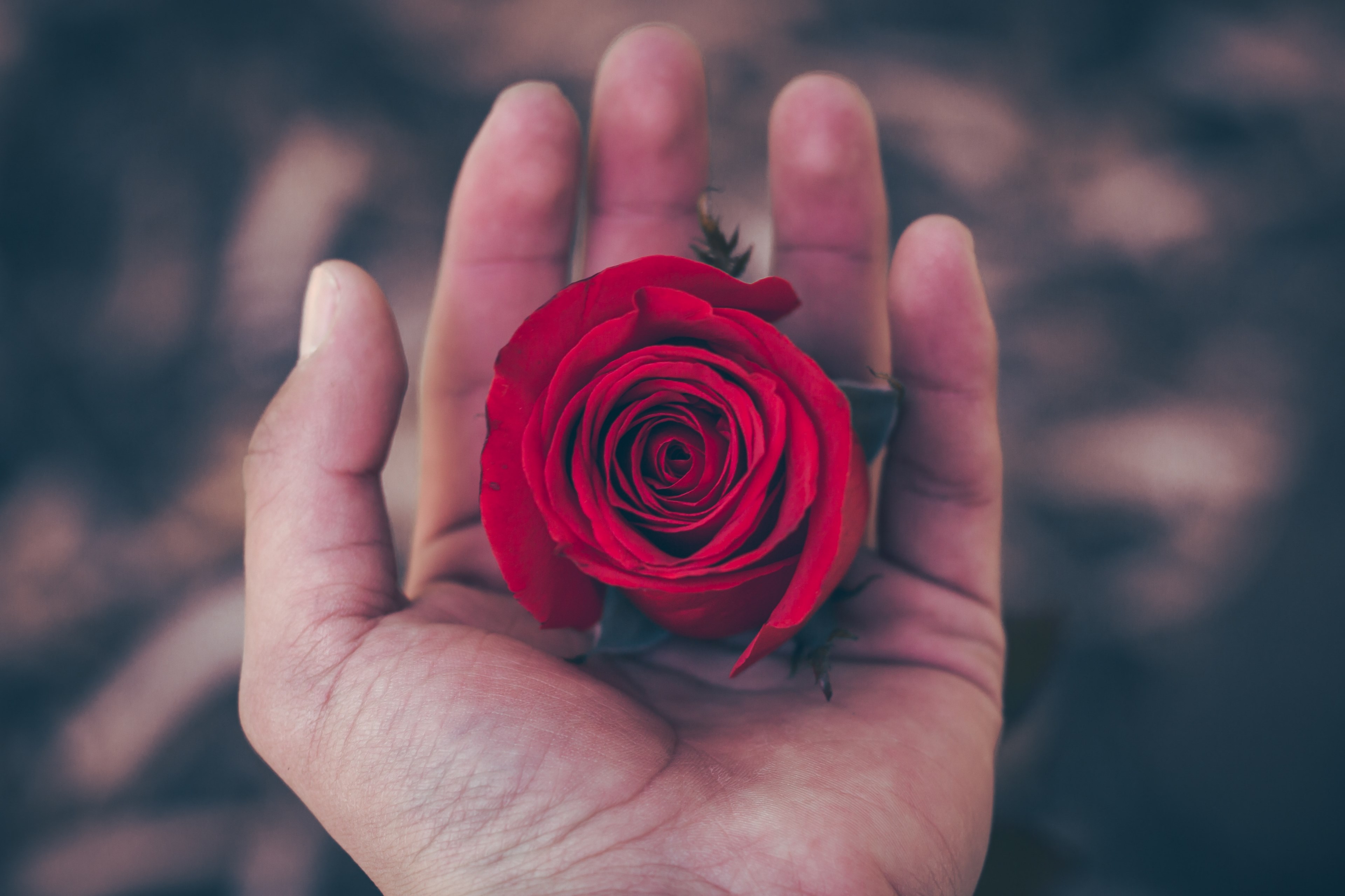 deep red rose flower, rose 4k wallpaper
