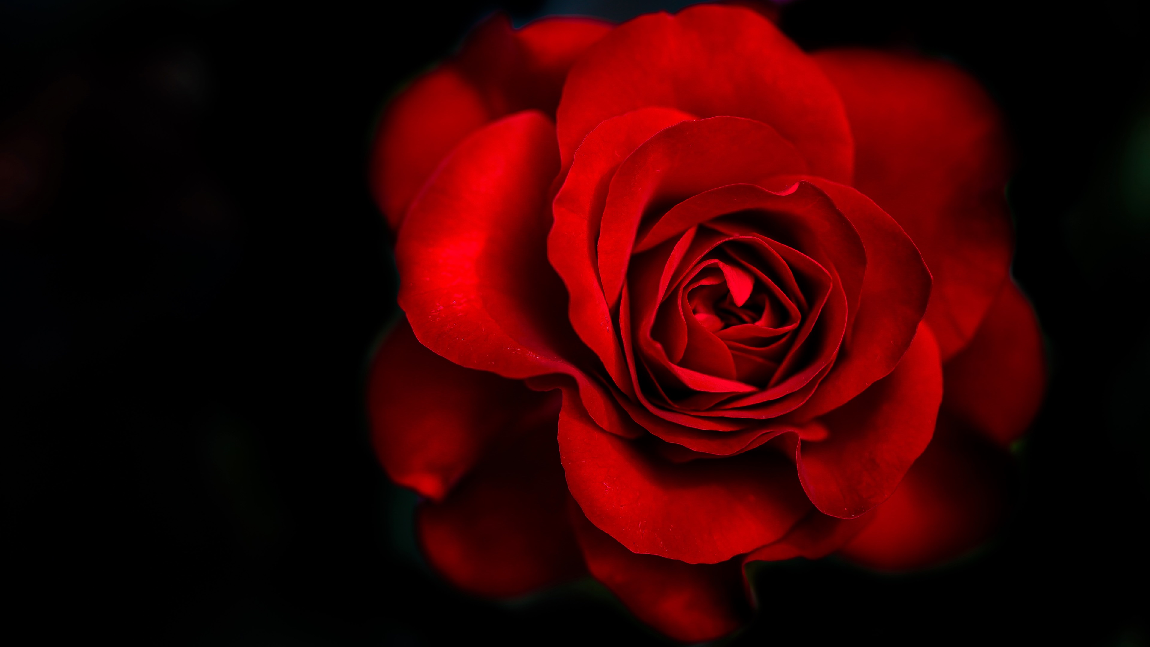 3840x2160 red rose 4k latest