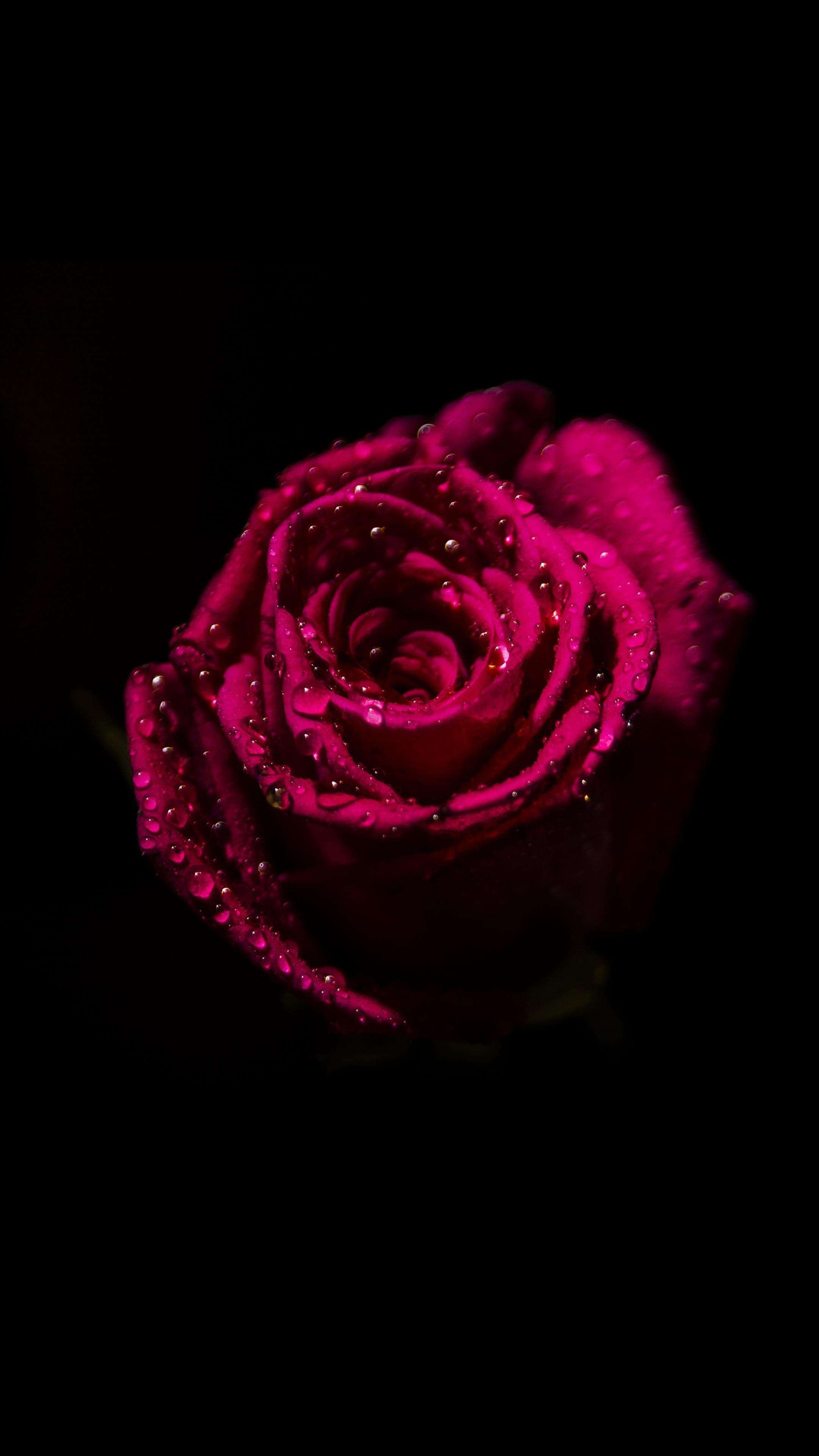 Wet Red Rose 4K Phone Wallpaper