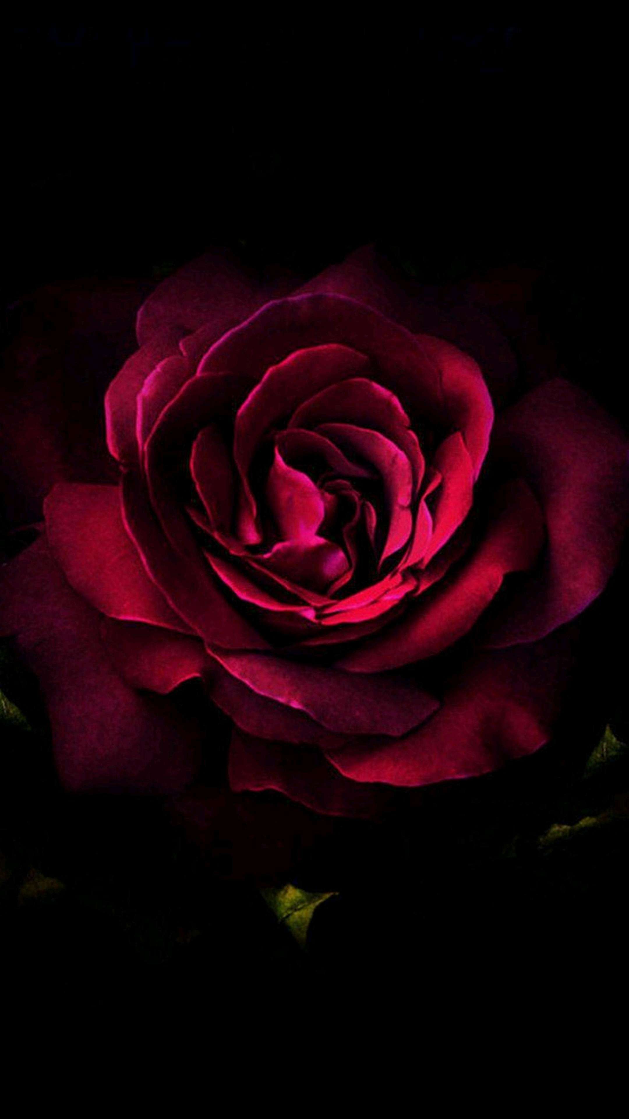 Amoled Red Rose 4K Phone Wallpaper