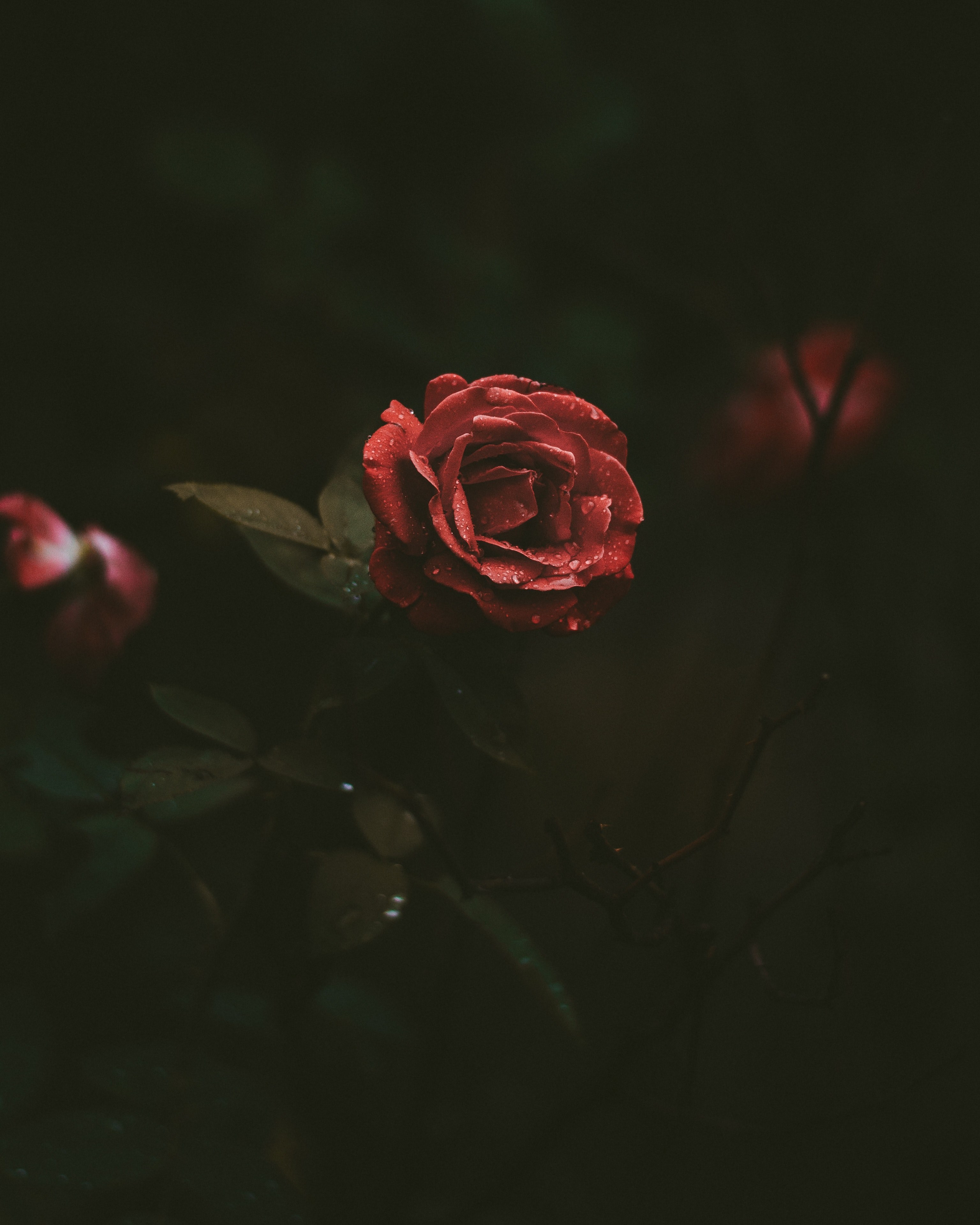 red rose covered in small droplets