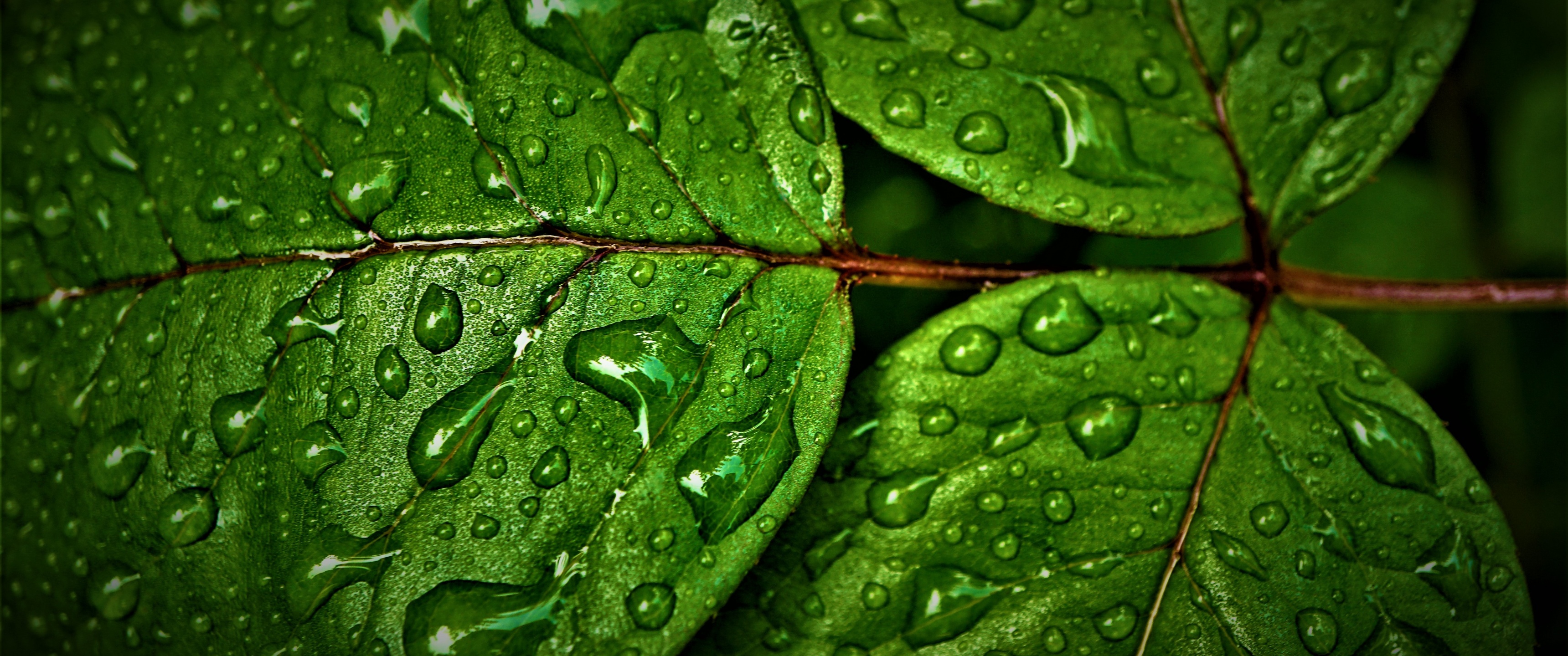 Green leaves Wallpaper 4K, Wet, Rain