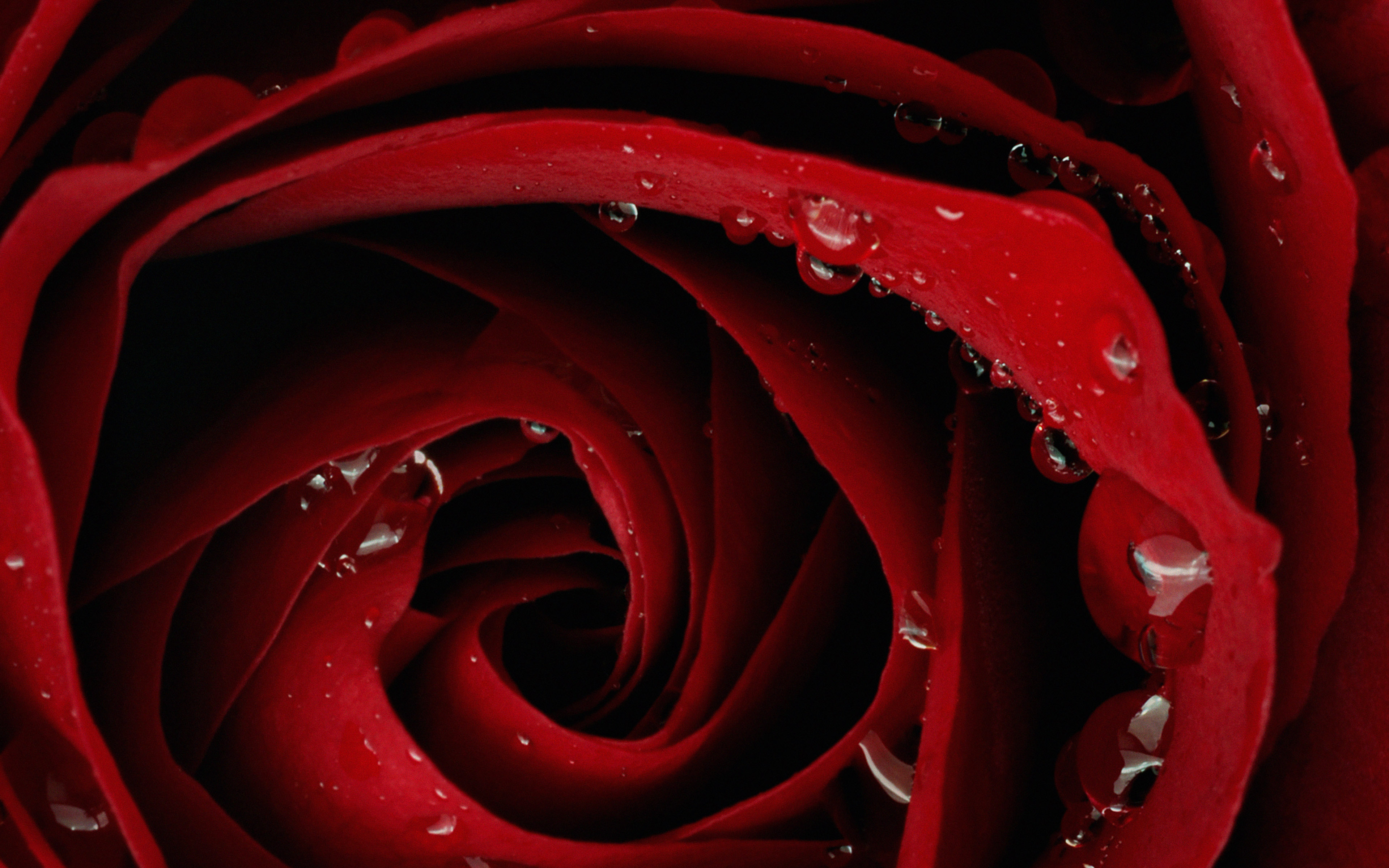 Beautiful Red Rose Flower Nature
