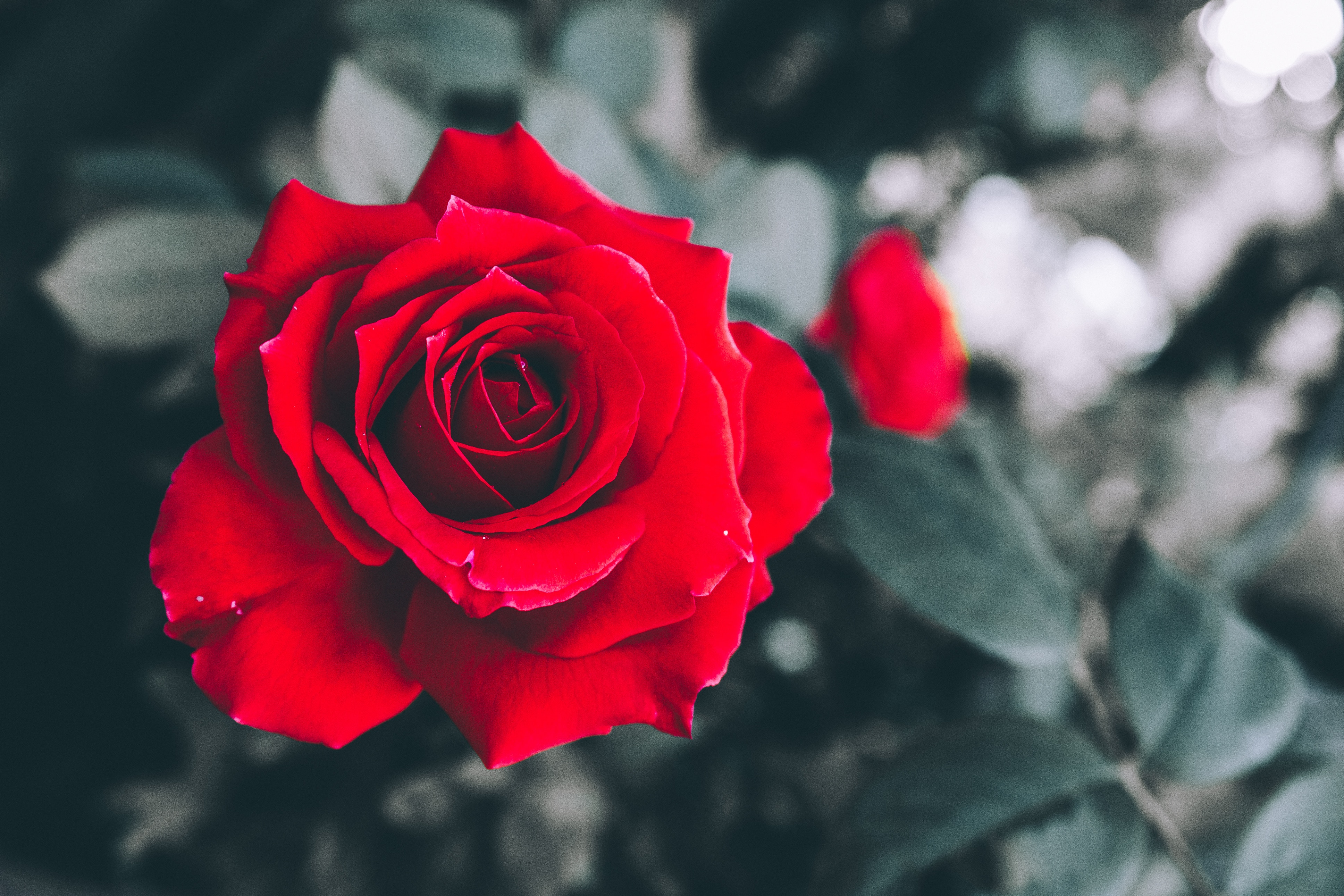 Wallpaper Red Rose in Bloom in Close up