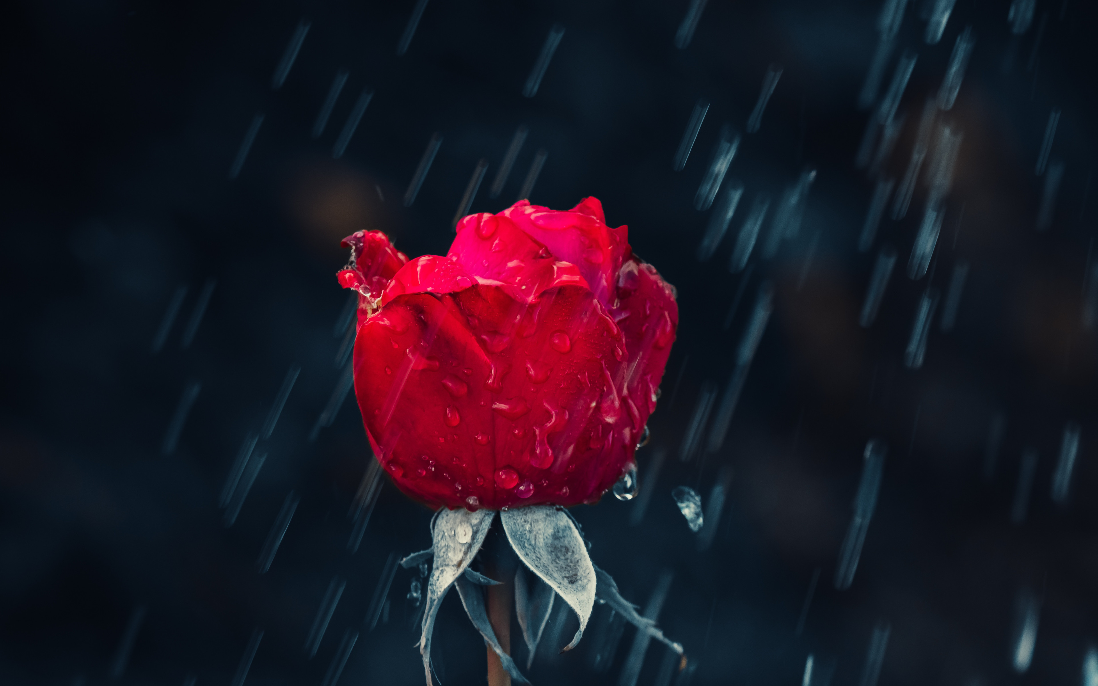 Red rose and raindrops 3840x2400