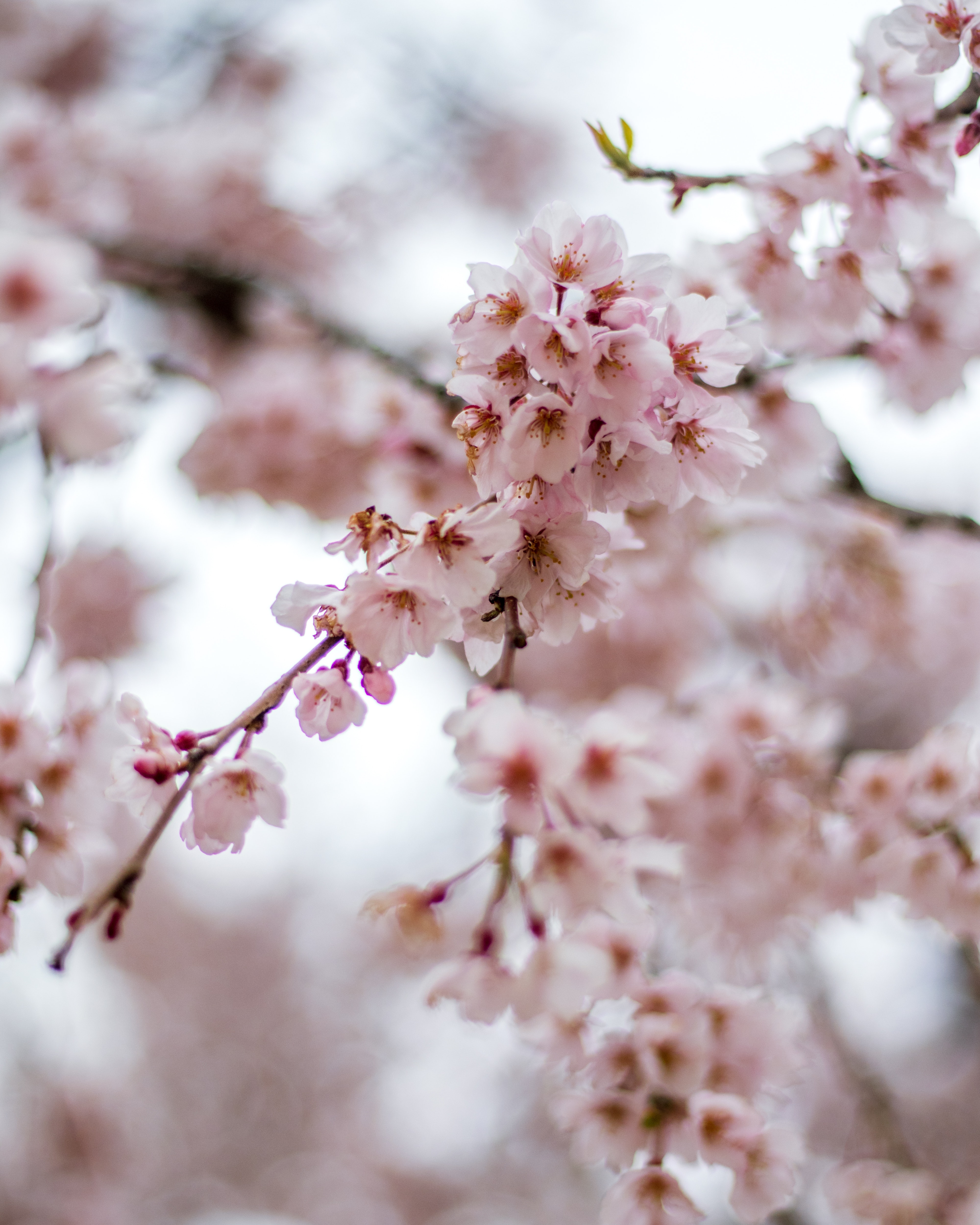 Cherry Blossom Wallpaper Photo, Download The BEST Free Cherry Blossom Wallpaper & HD Image