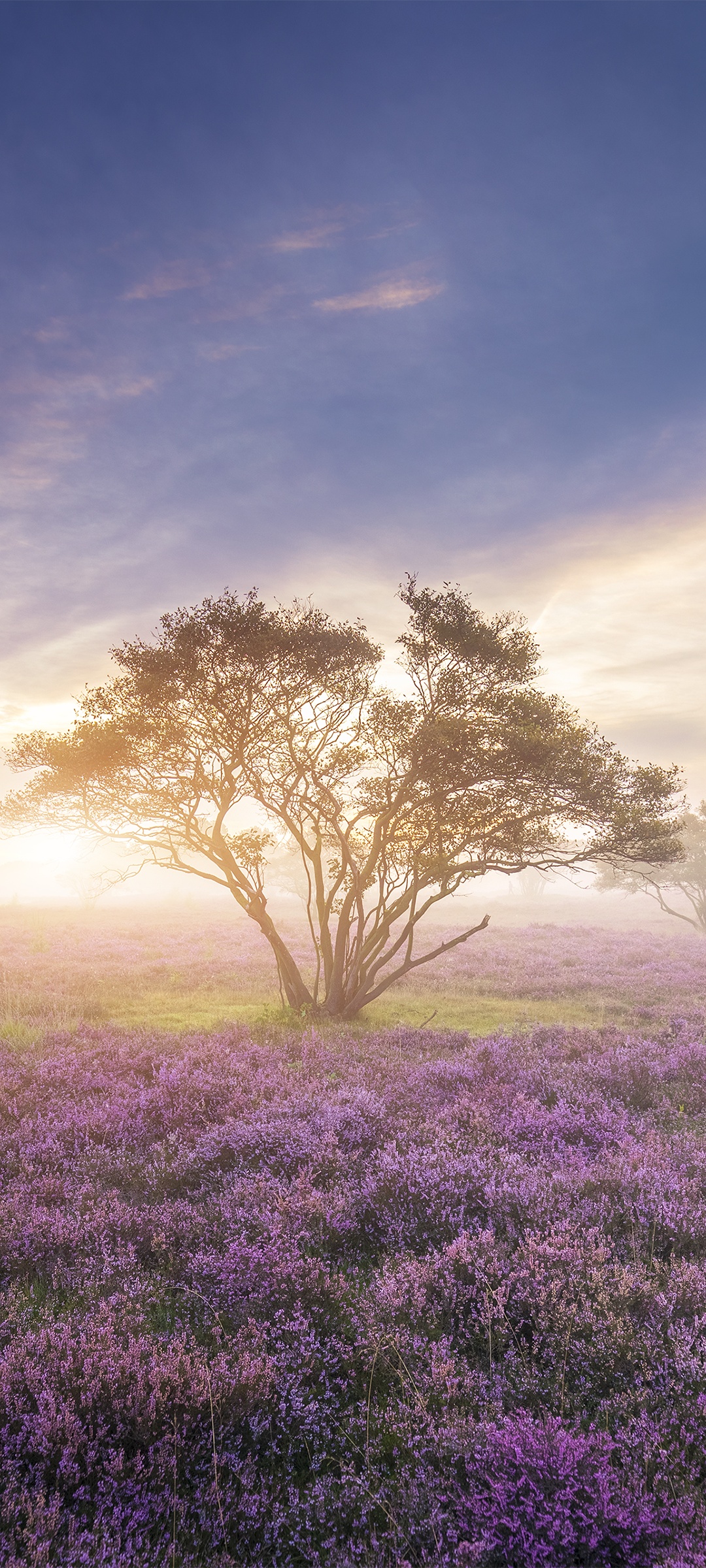 Purple Flowers Wallpaper 4K, Field
