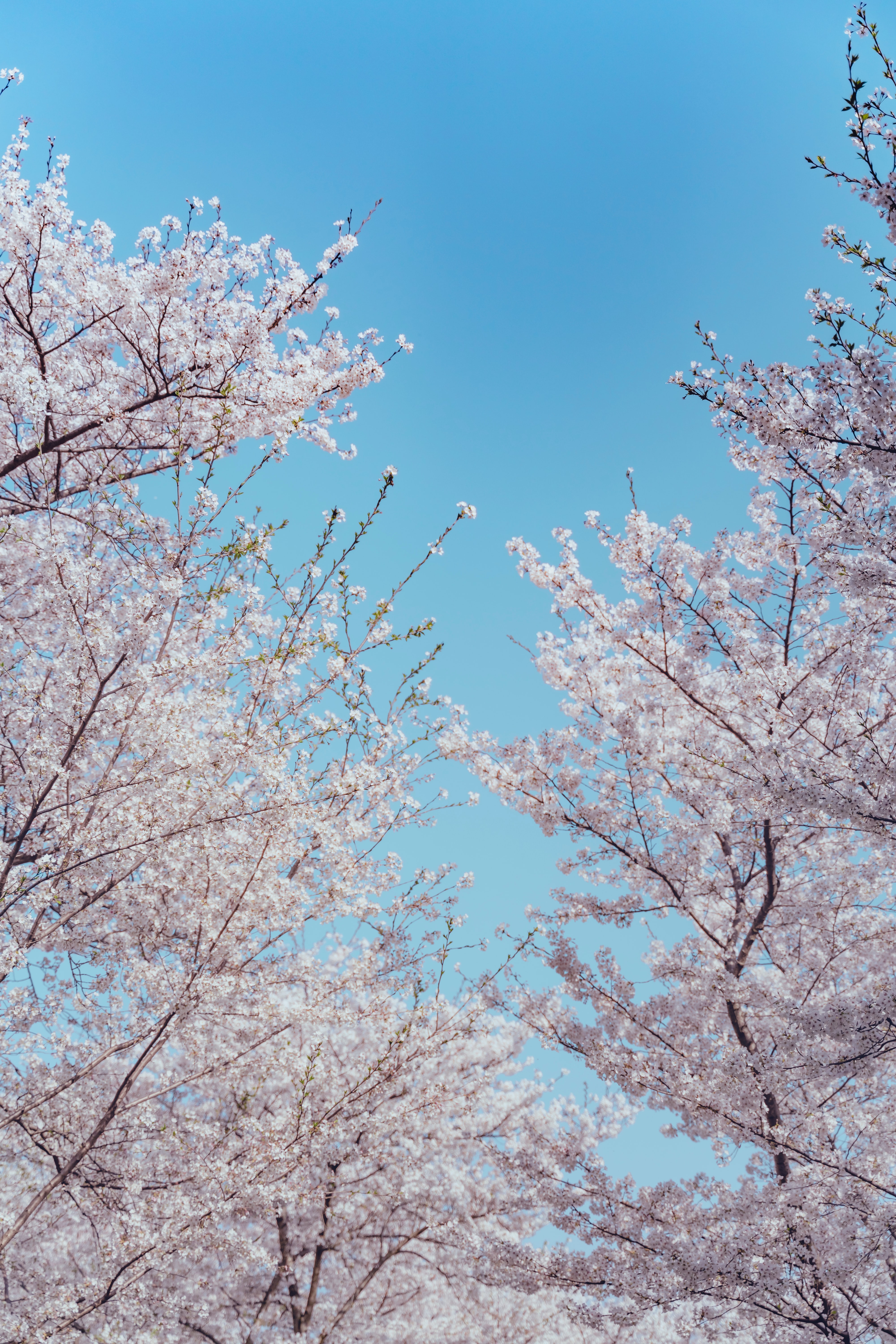 Spring wallpaper for mobile phone