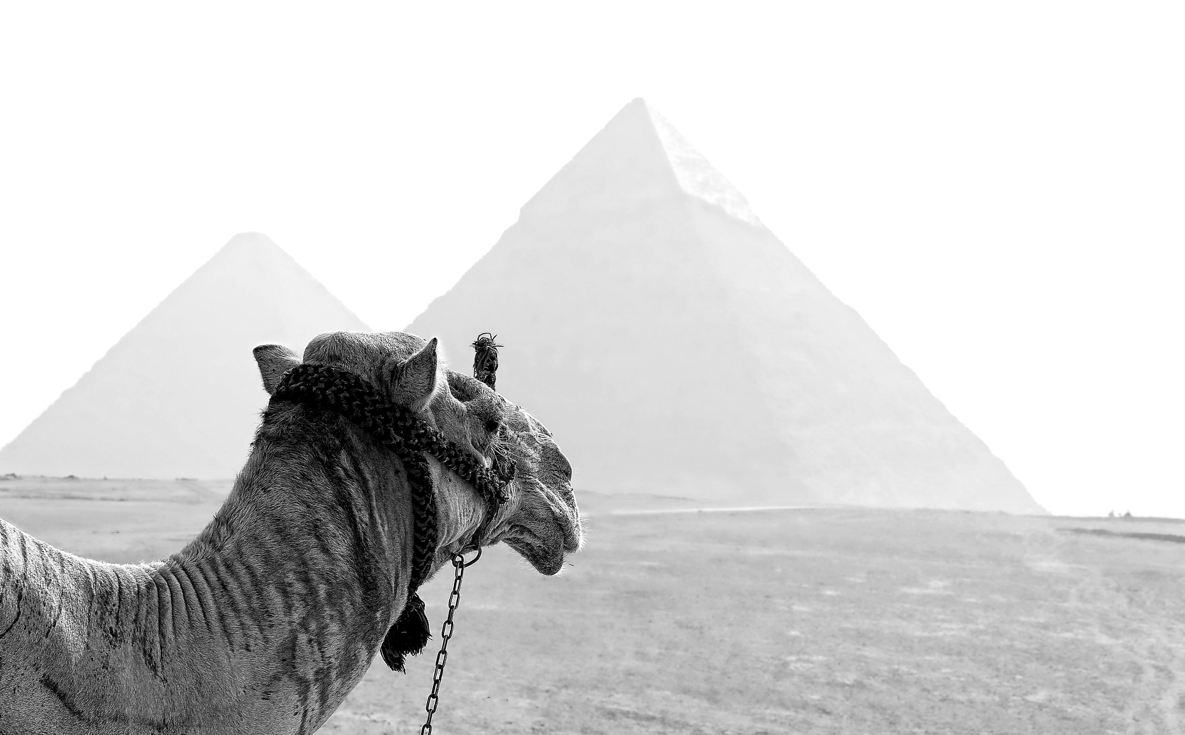 Wallpaper / camel egypt ancient and stone HD 4k wallpaper free download