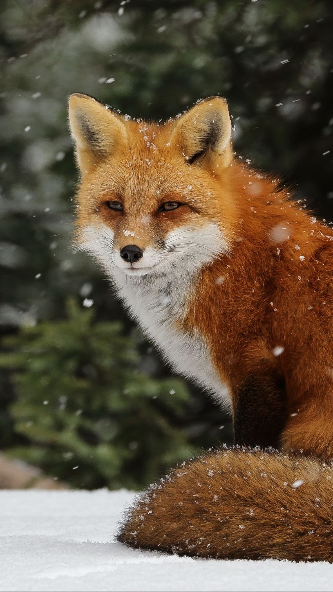 Cute Animal iPhone Wallpaper