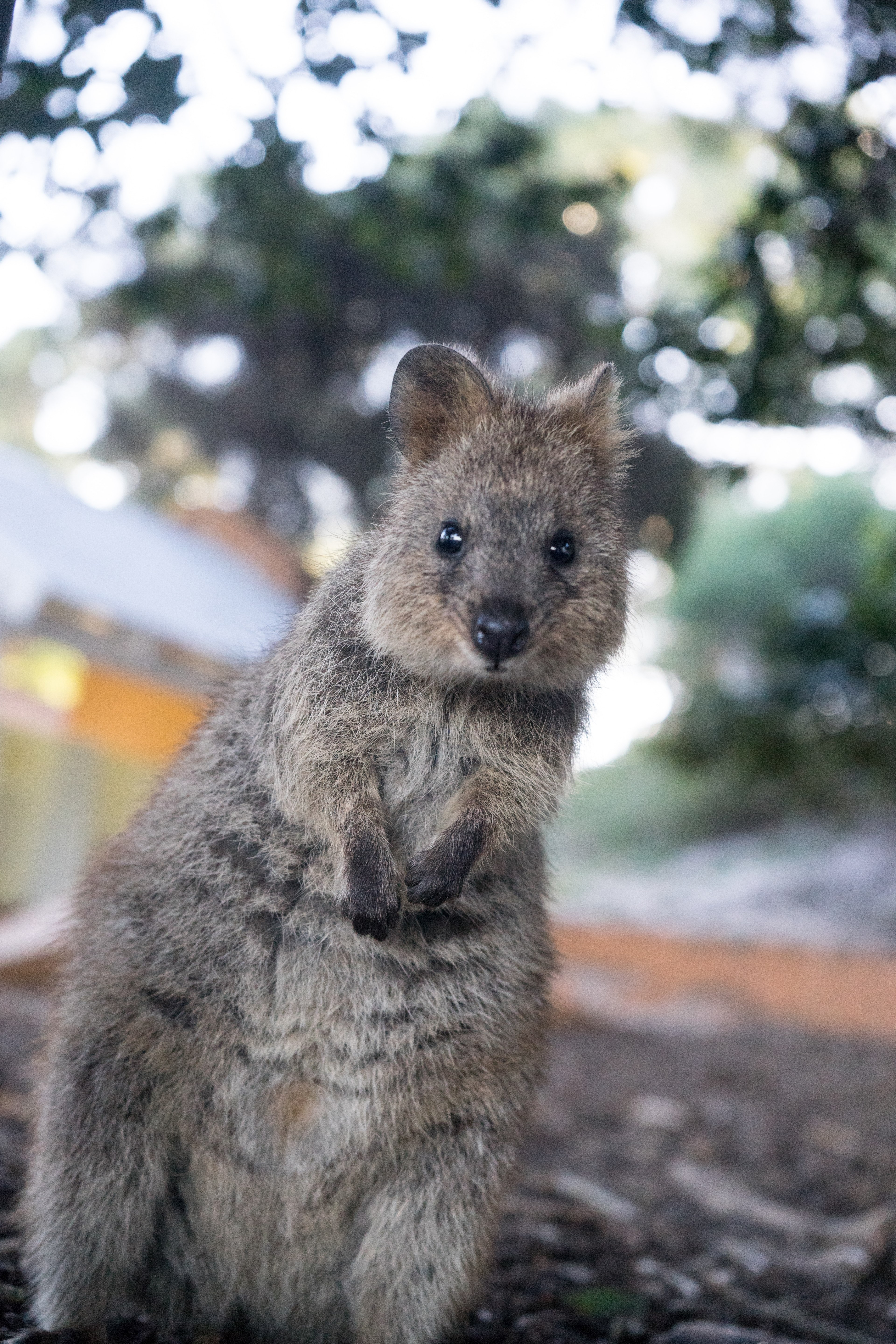 animal quokka wild and fur HD 4k