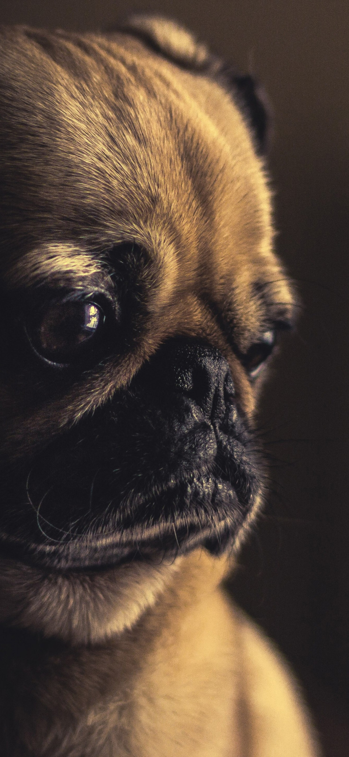 4K Cute Dog Wallpaper
