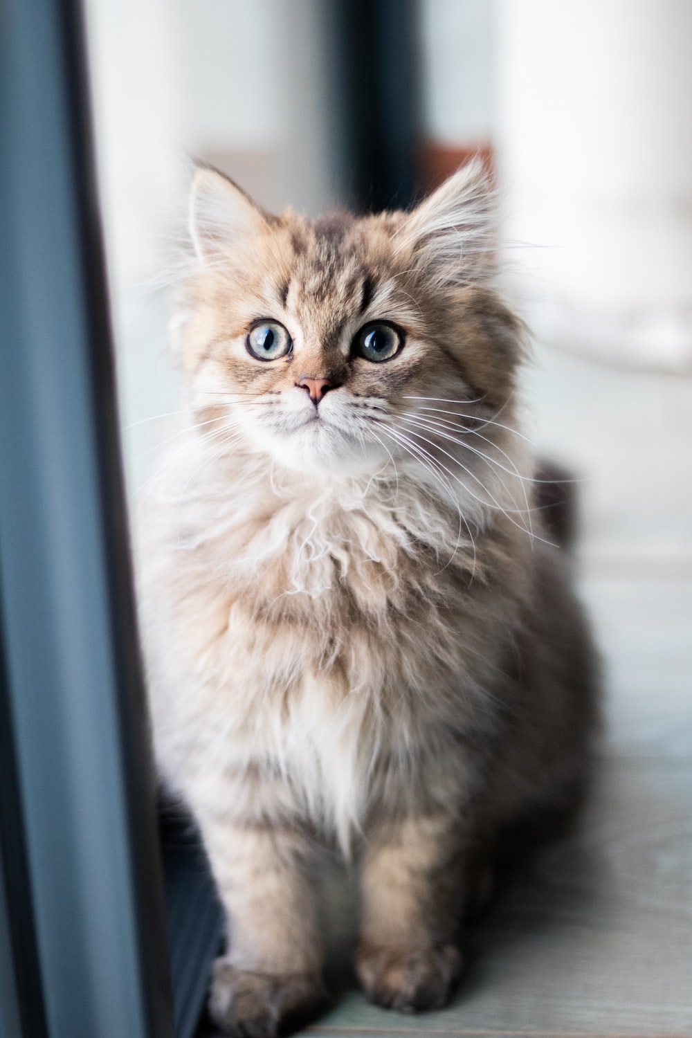Cat Picture & Image HD