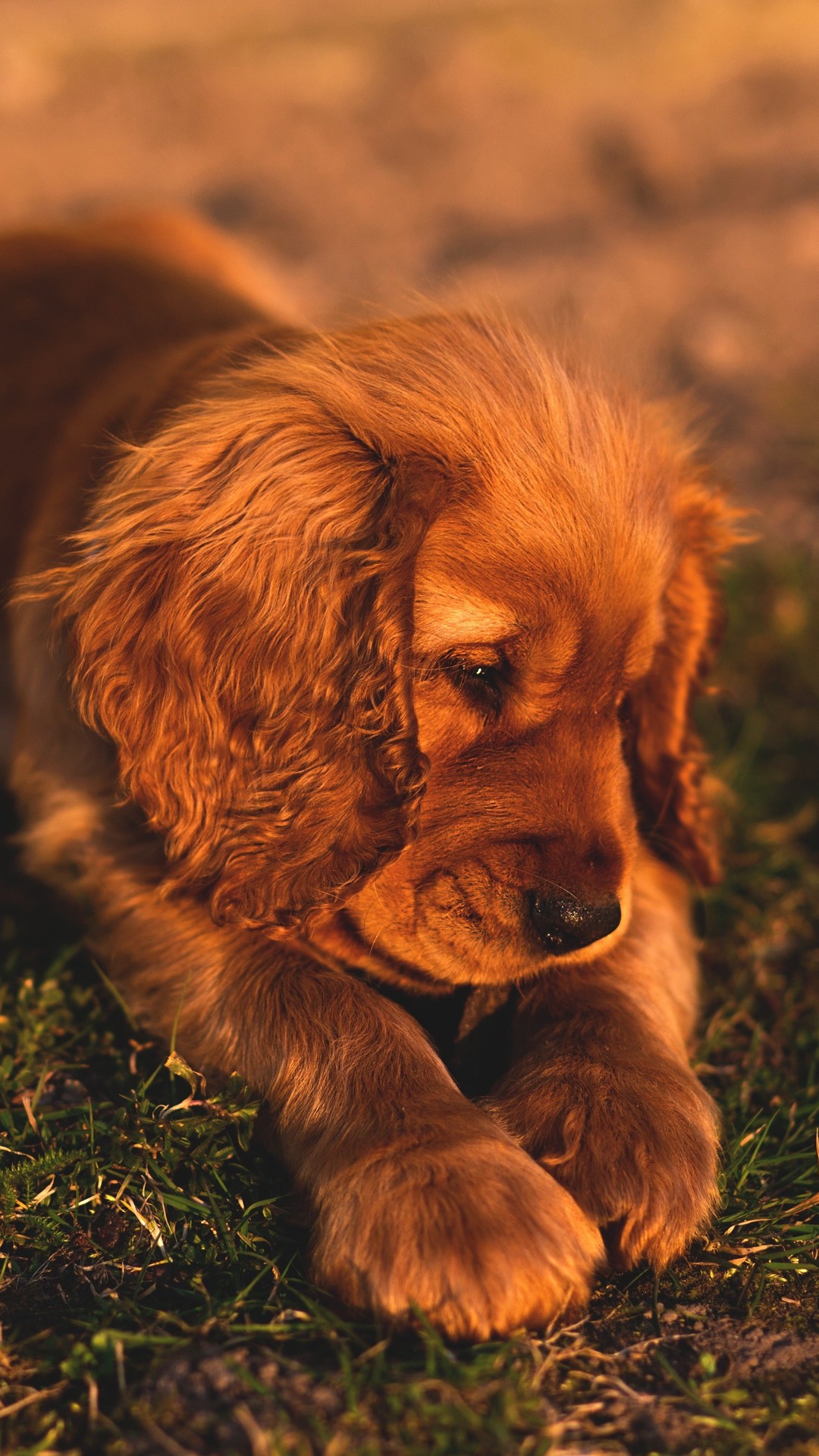 1080x1920 animals, dog