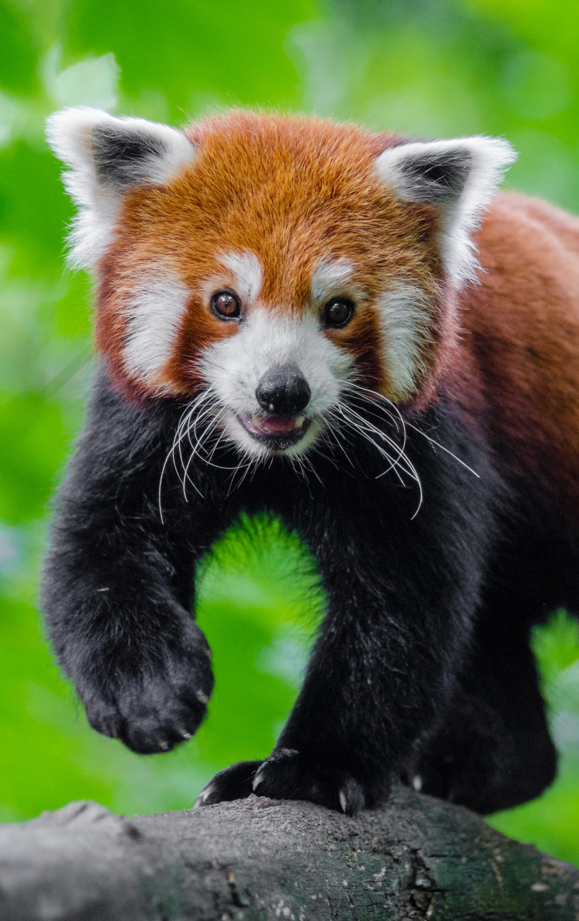 Download wallpaper 840x1336 cute, red