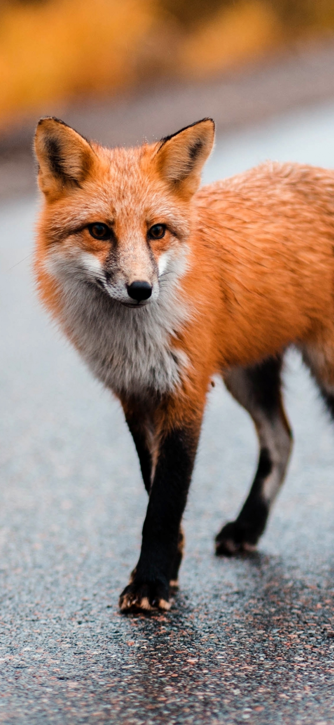 wallpaper 1125x2436 cute predator, wild