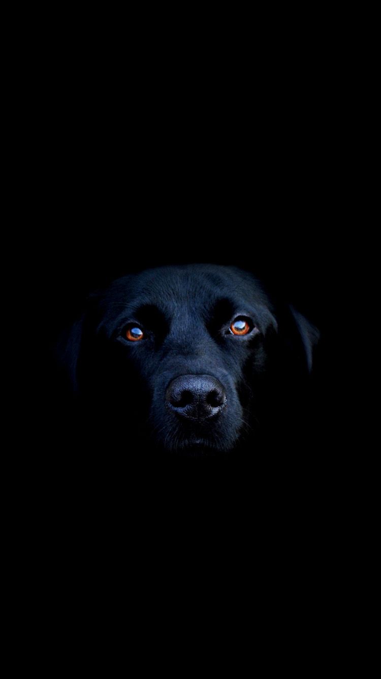 Dogs iPhone Wallpaper Free Dogs