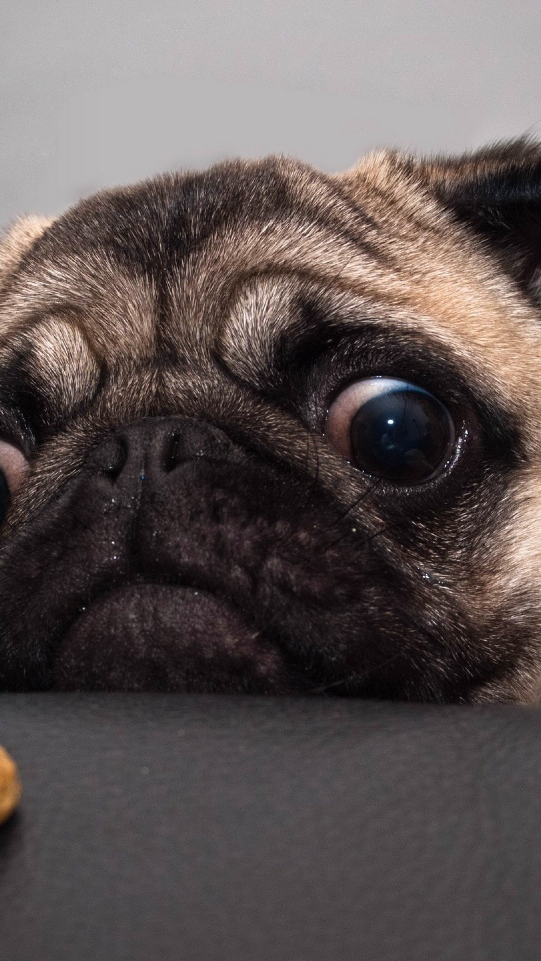 Wallpaper bulldog, cute animals, funny