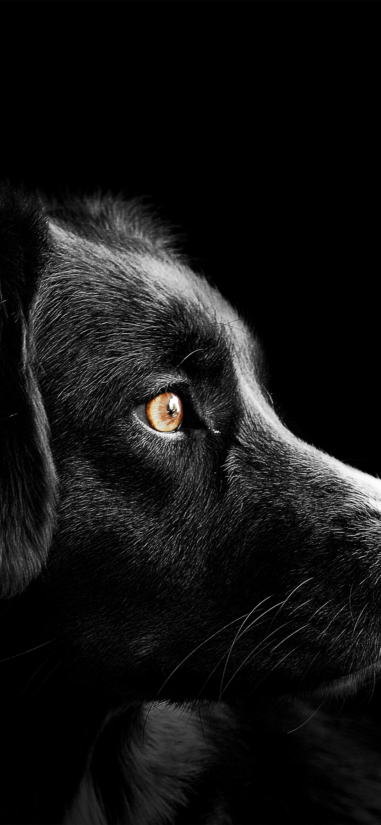 Black dog Wallpaper 4K, Cute puppies