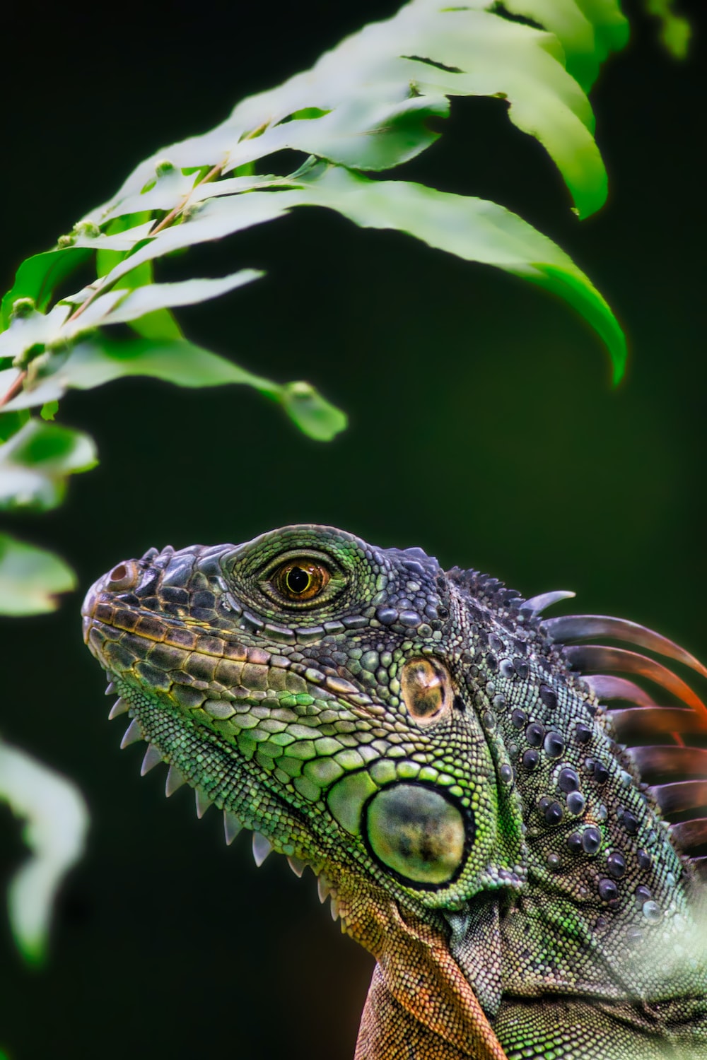 Animals Wallpaper: Free HD Download