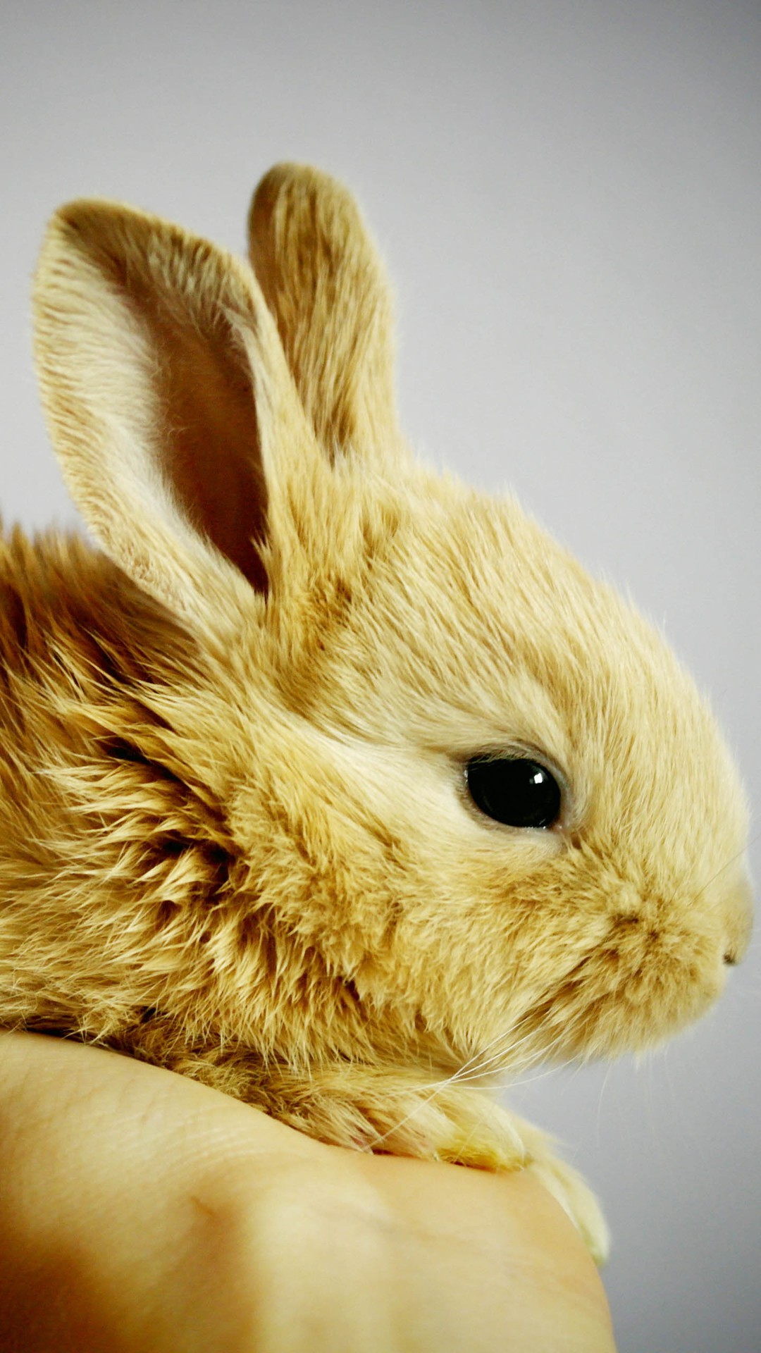 Animal iPhone Background