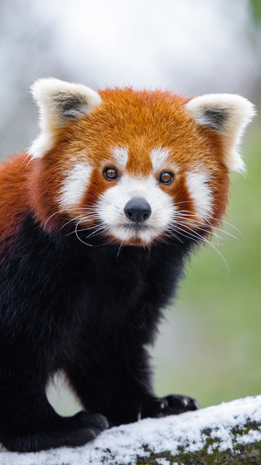 red panda, panda, animals, HD