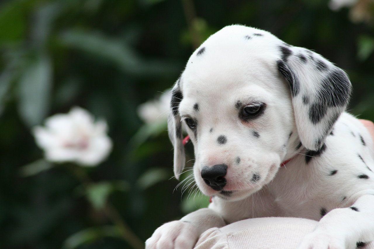 Dalmatian puppy photo and wallpaper. Beautiful Dalmatian puppy picture